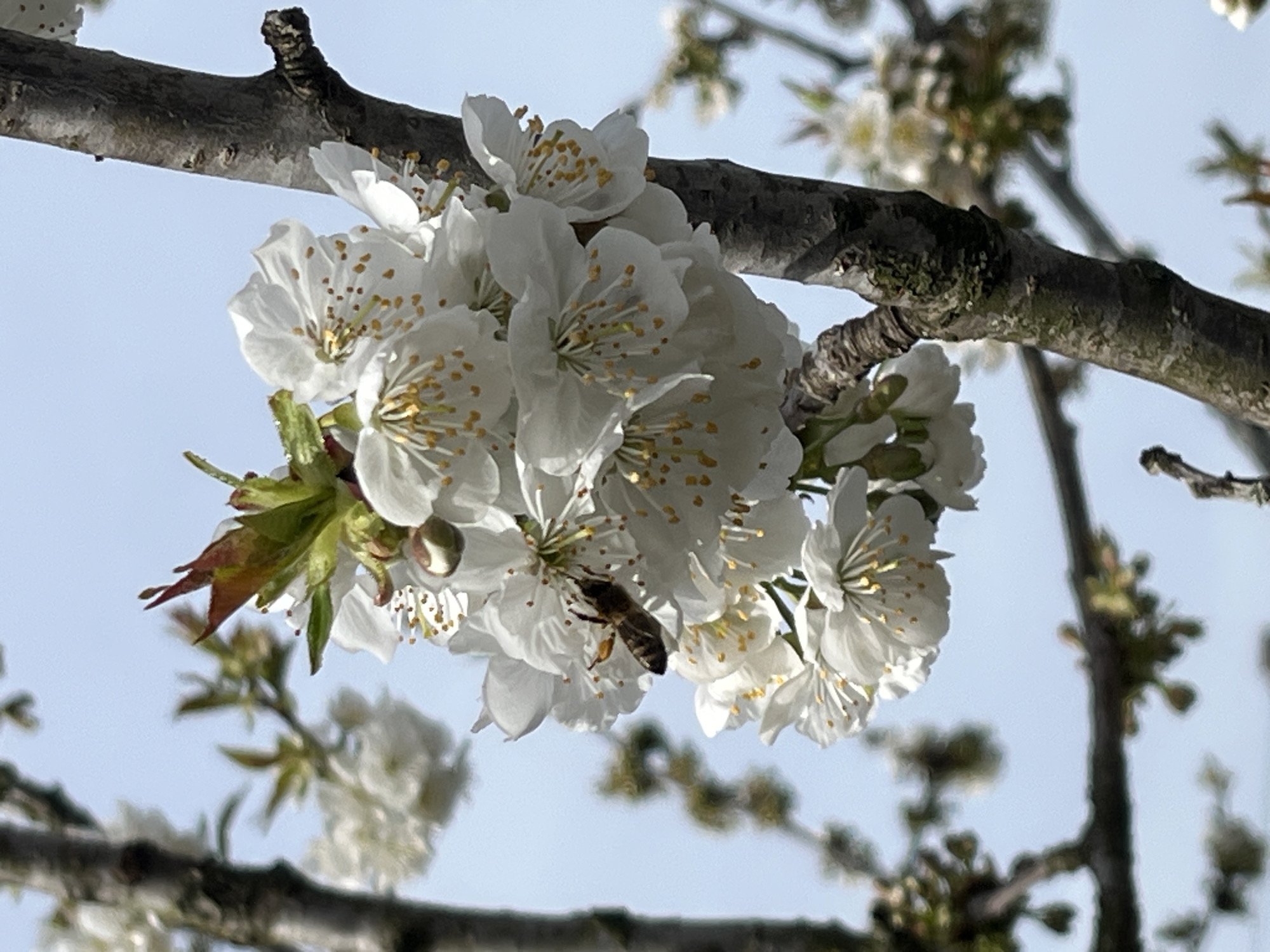 Bee feeds on white blossoms in Pchelnik, Bulgaria