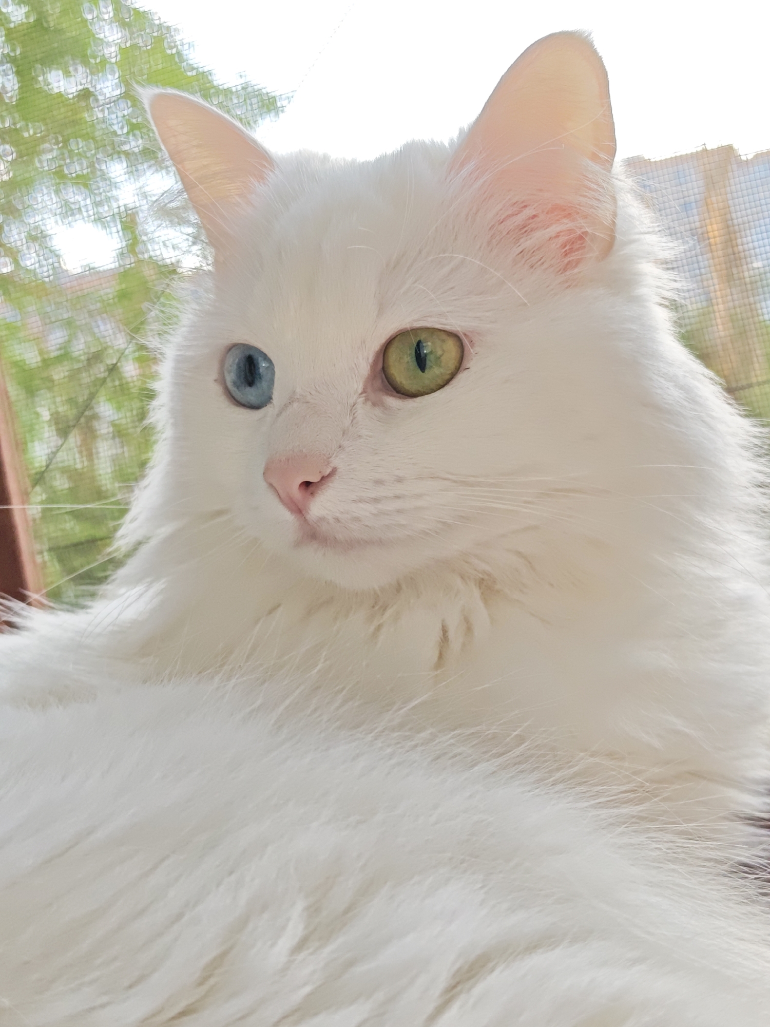 Lazy afternoon with a heterochromatic white cat in Odesa