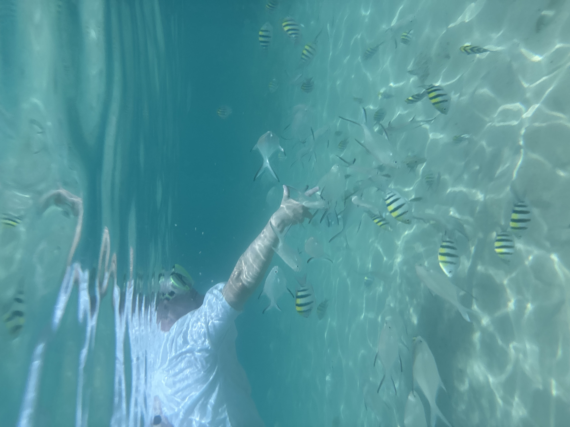 Snorkeler encounters fish school in clear Thai waters
