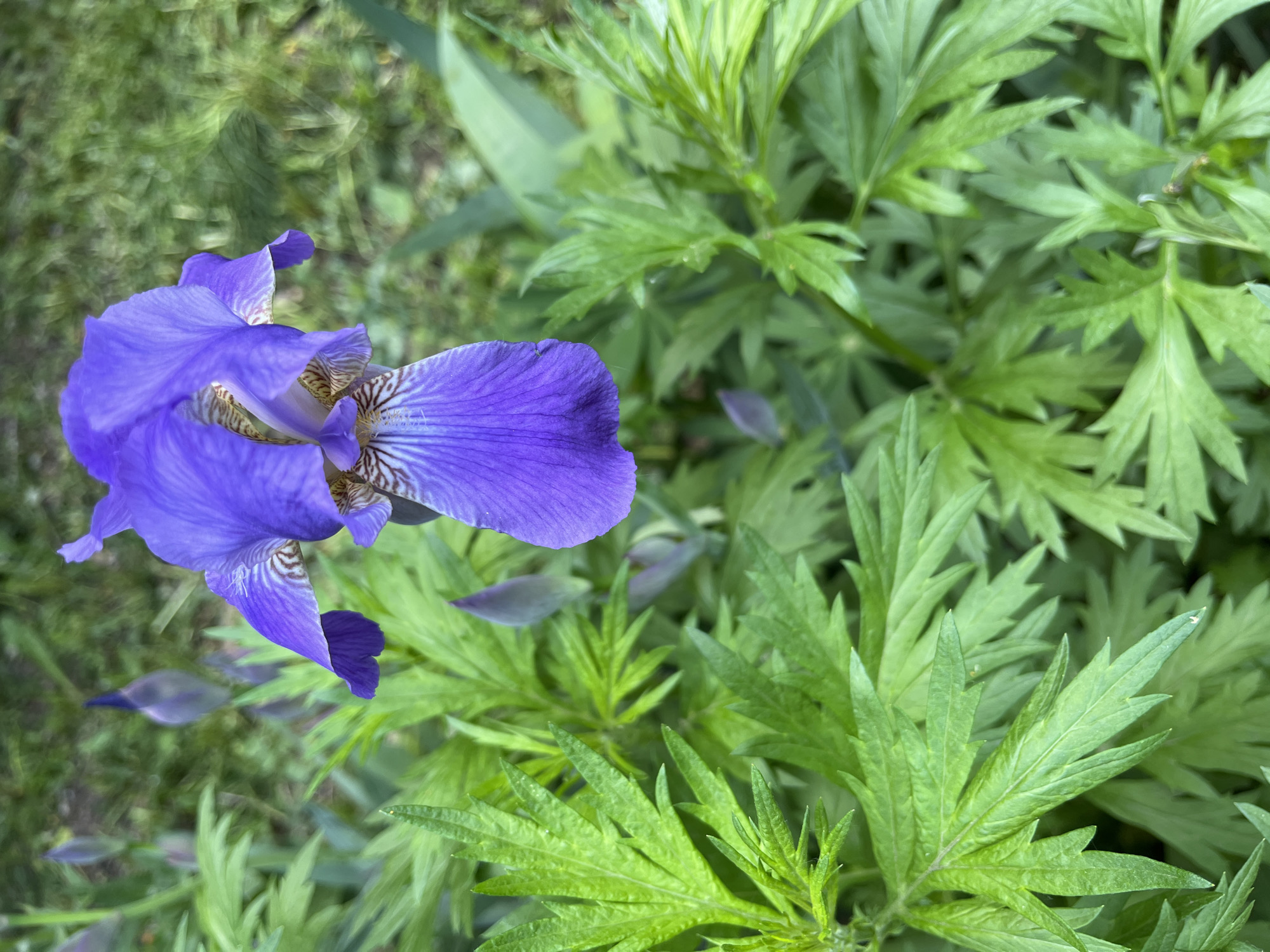 Morning garden documentation includes various spring flowers and breakfast items