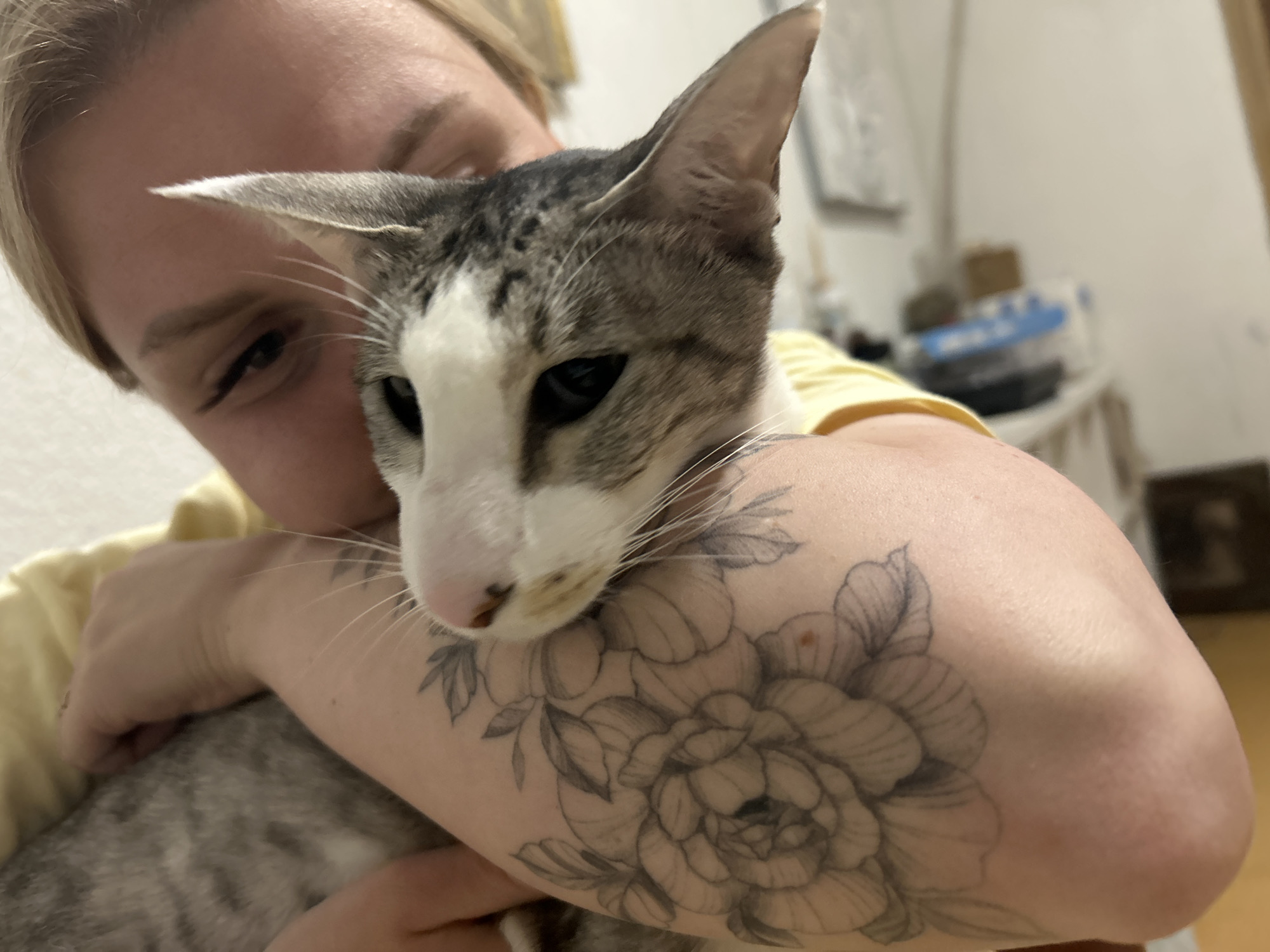 Person holds distinctive large-eared cat on Barcelona street