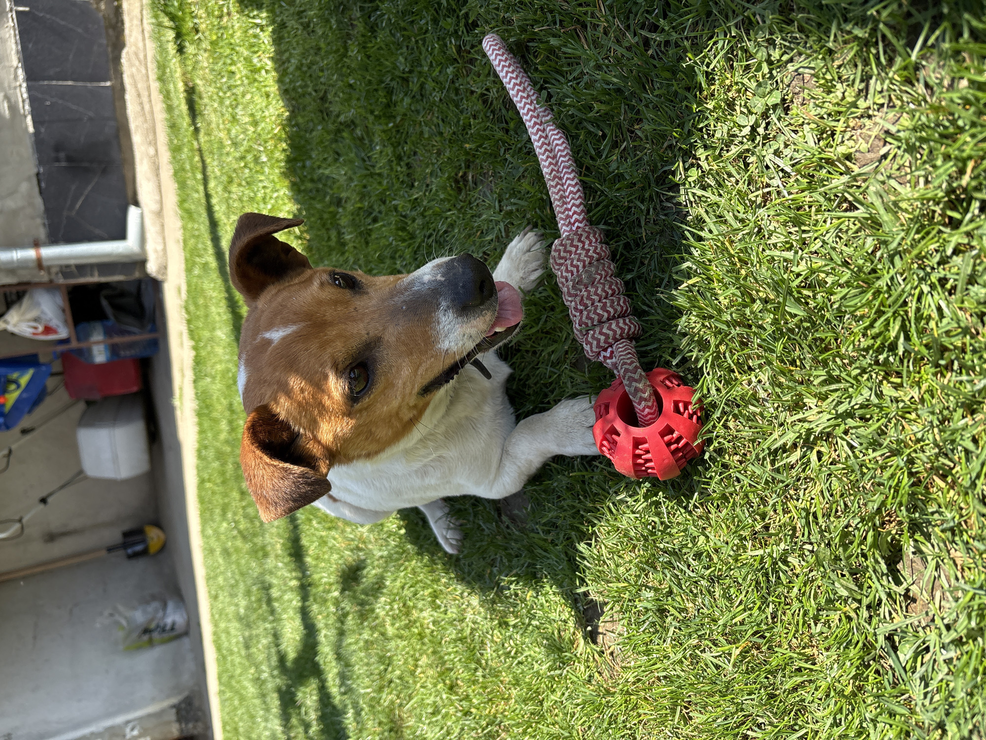 Dog with rope toy spotted resting on grass
