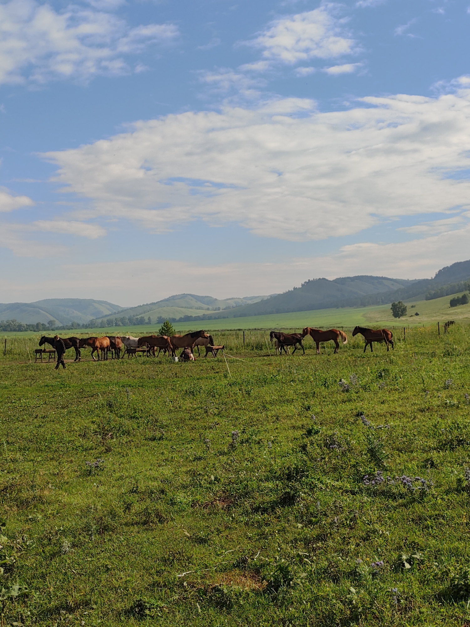 Mixed herd of horses grazing in a fenced field