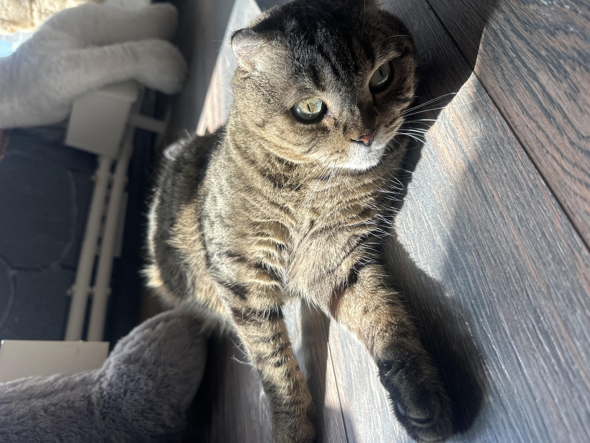 Two cats, one lazy morning, Virki