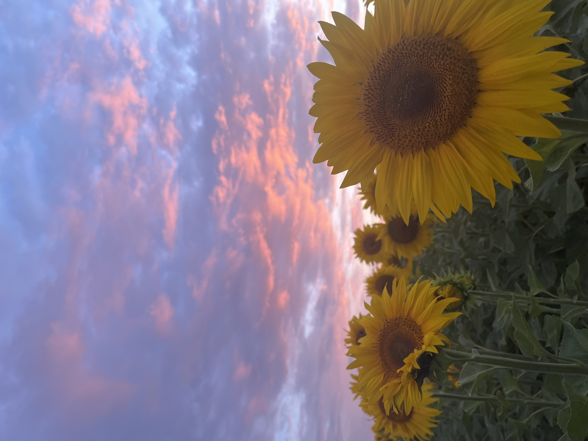 Sunflower fields at golden hour in rural Moldova