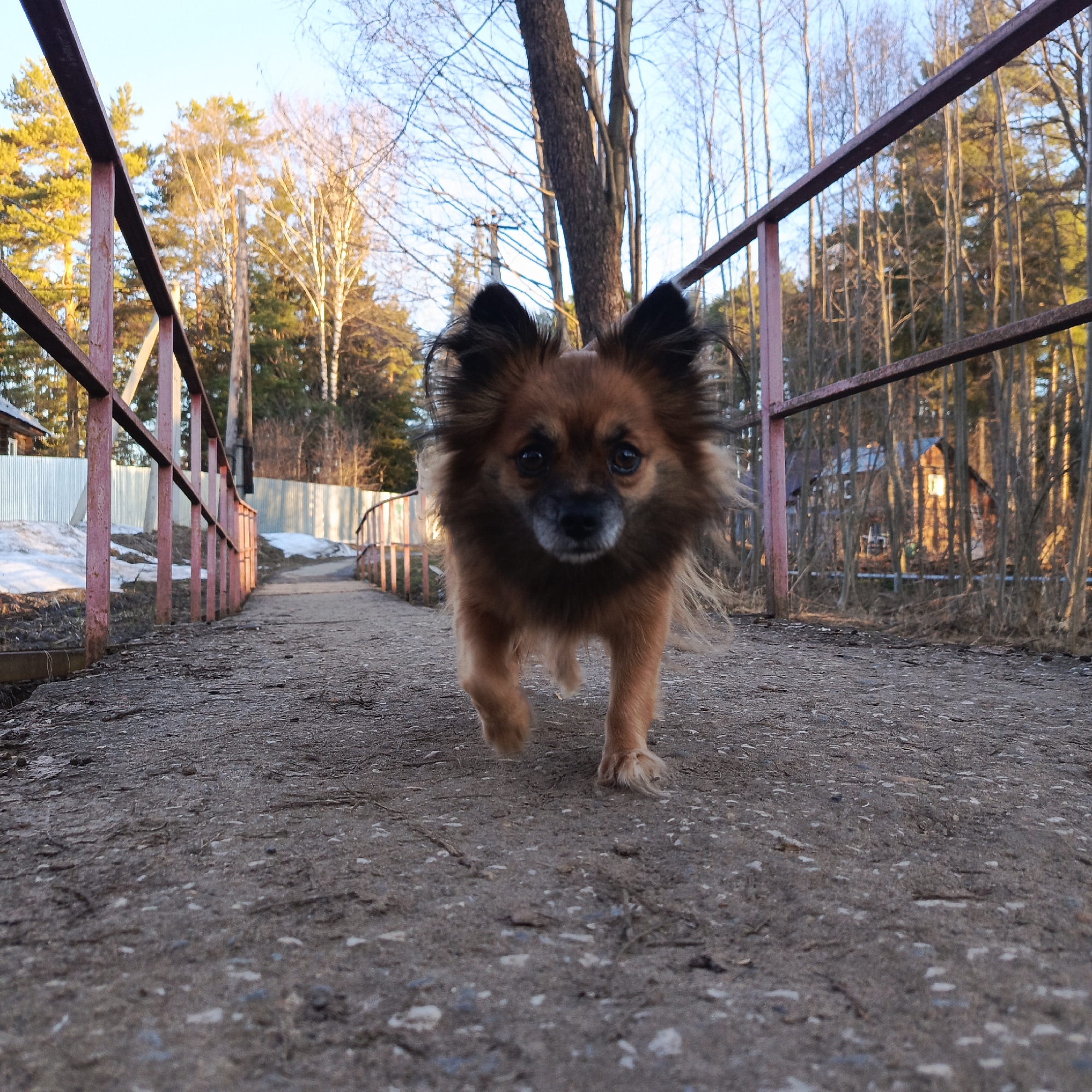 Dog walks bridge amid spring thaw in Chaikovsky