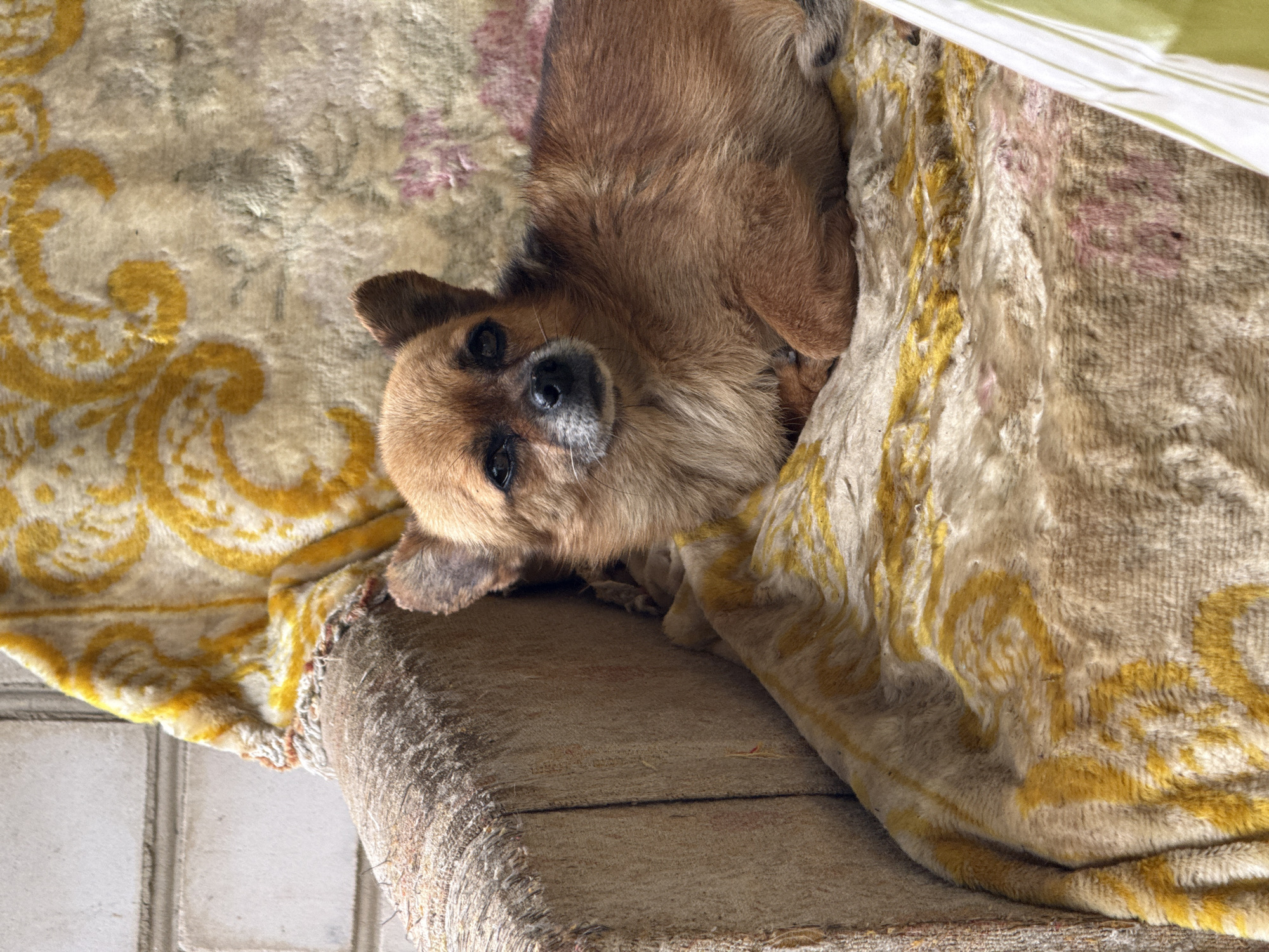 Cats and a dog going about their morning in Seleznivka