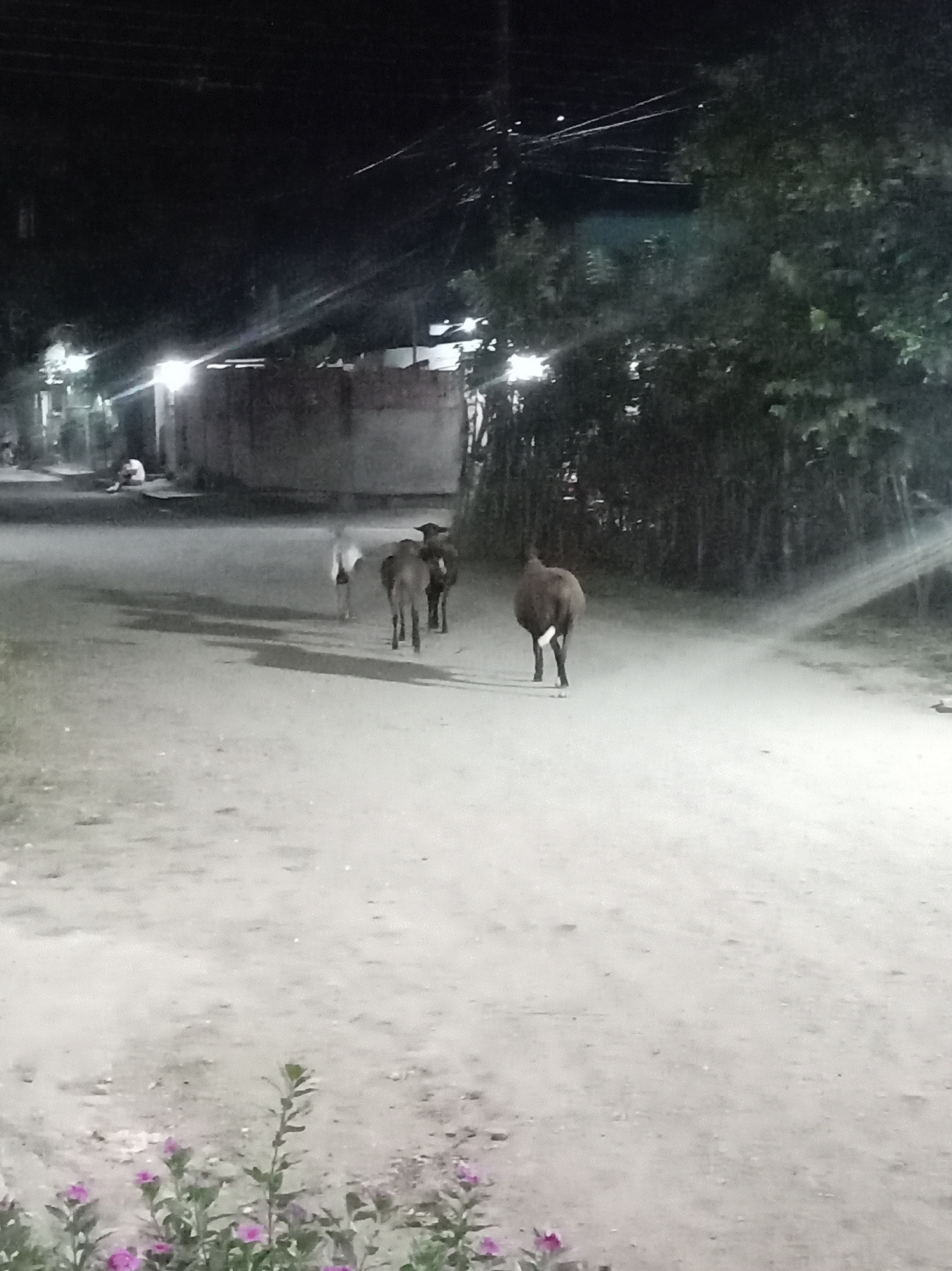 Livestock roam streets overnight in Venezuelan rural communities