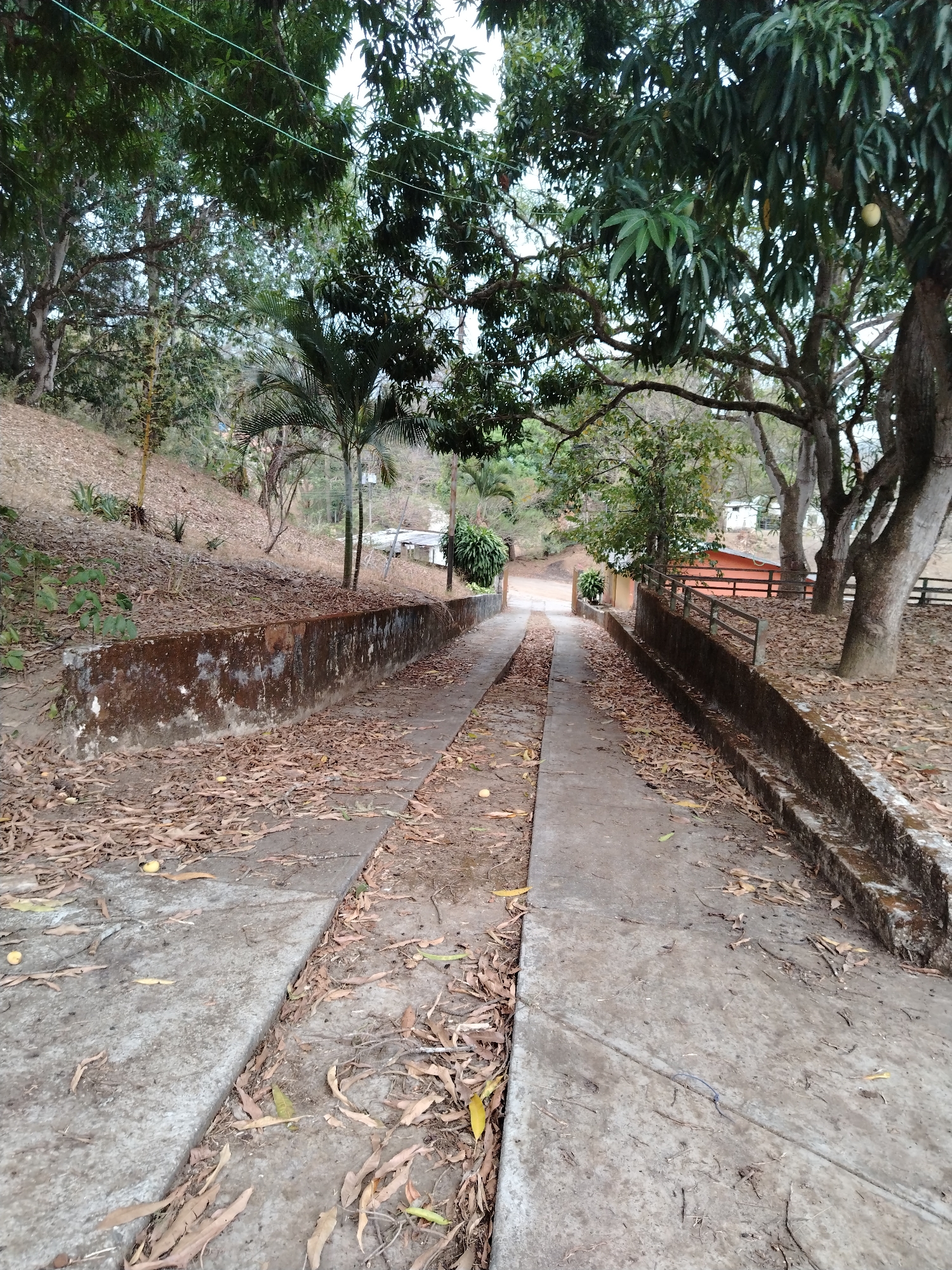 Rural Venezuelan property with mango trees and pathways documented