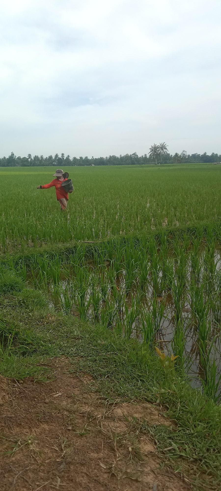 Working a flooded rice paddy in rural Indonesia