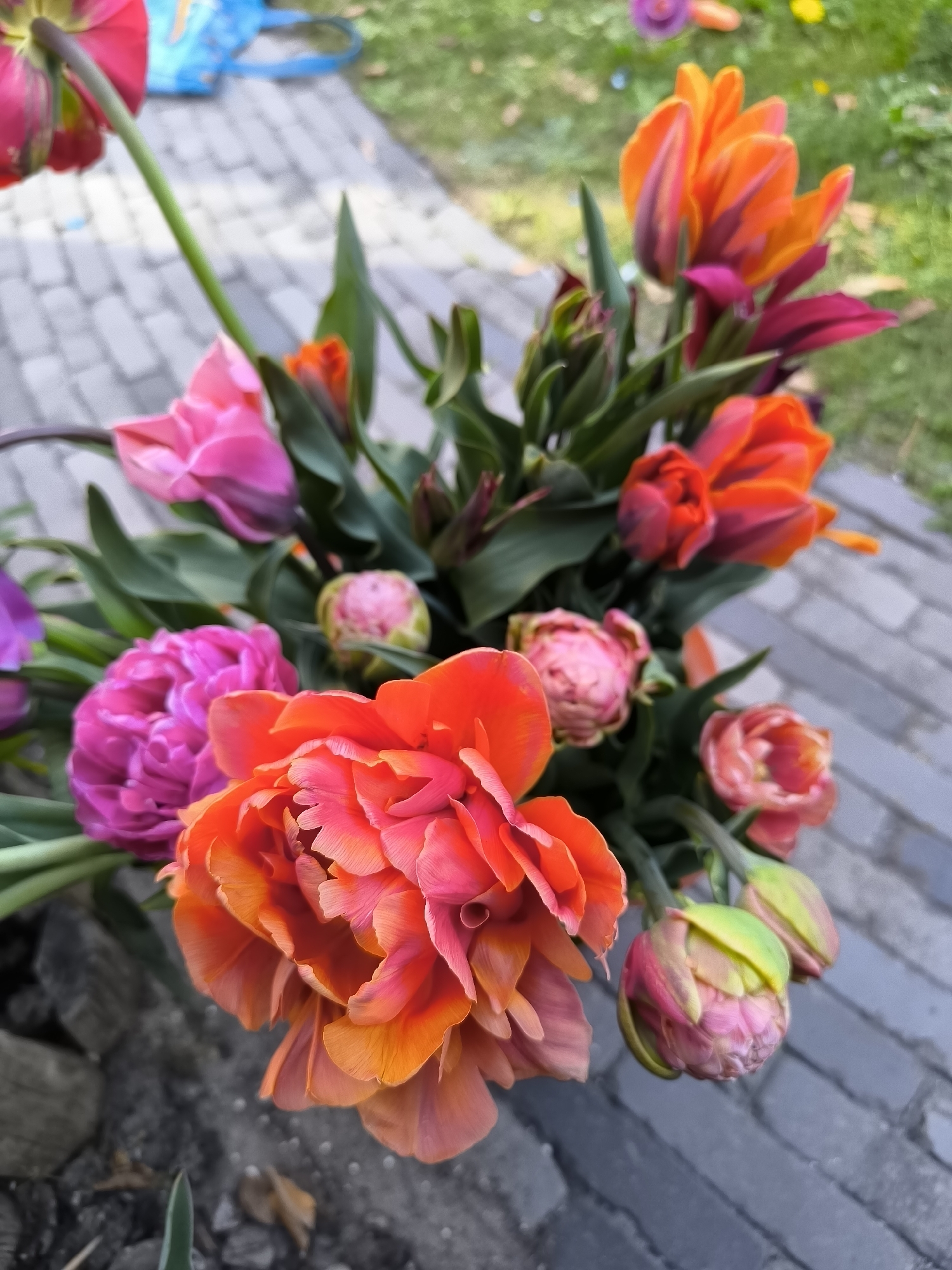 Colorful tulip bouquet observed blooming in Alkmaar