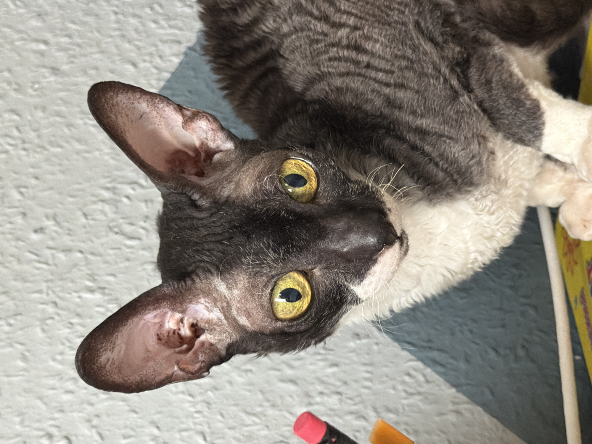 Cornish Rex cats at home in Yekaterinburg, morning shoot