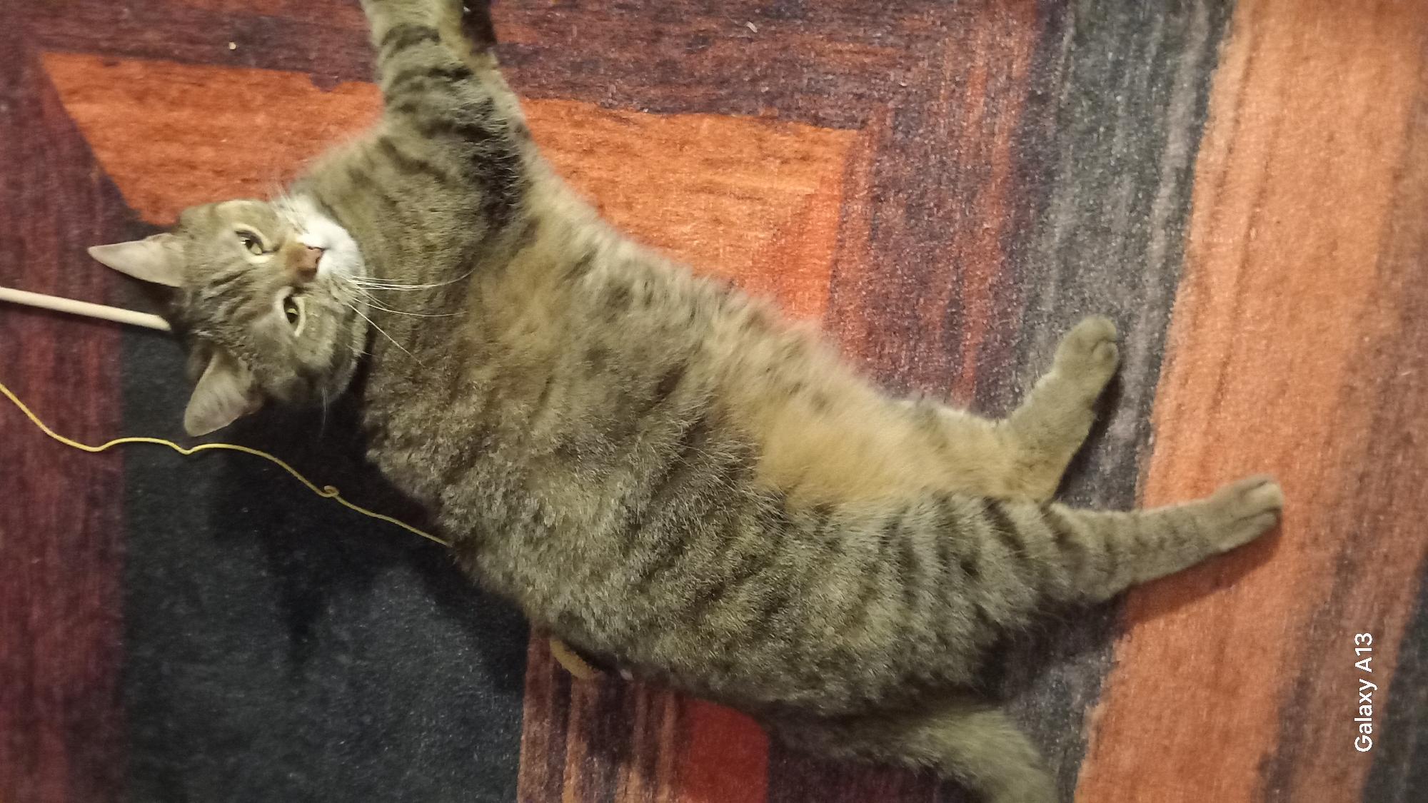 Tabby cat lounging on a rug in Antwerp