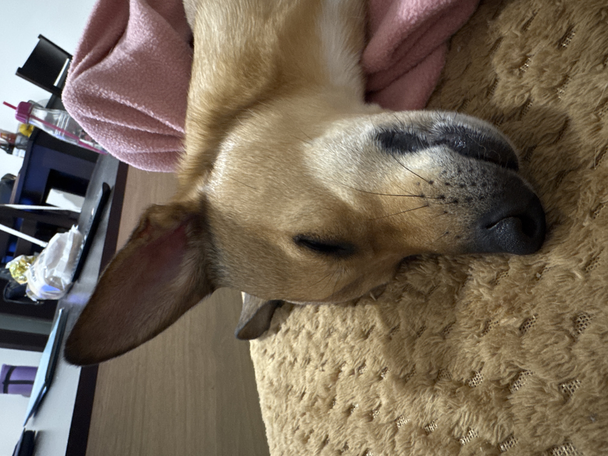 Dog sleeps peacefully under pink blanket in Plovdiv home