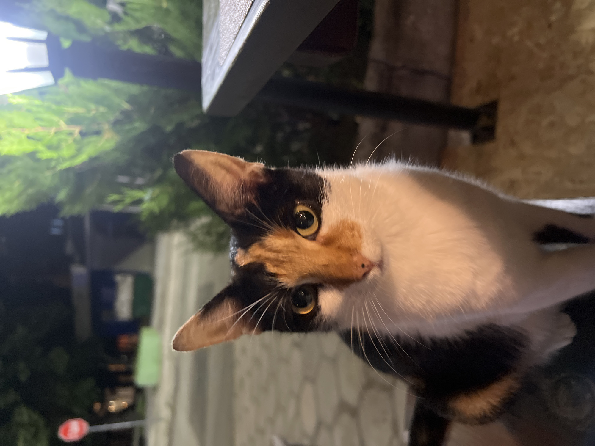 Evening scenes documented in Sliven: outdoor cat, woman dining