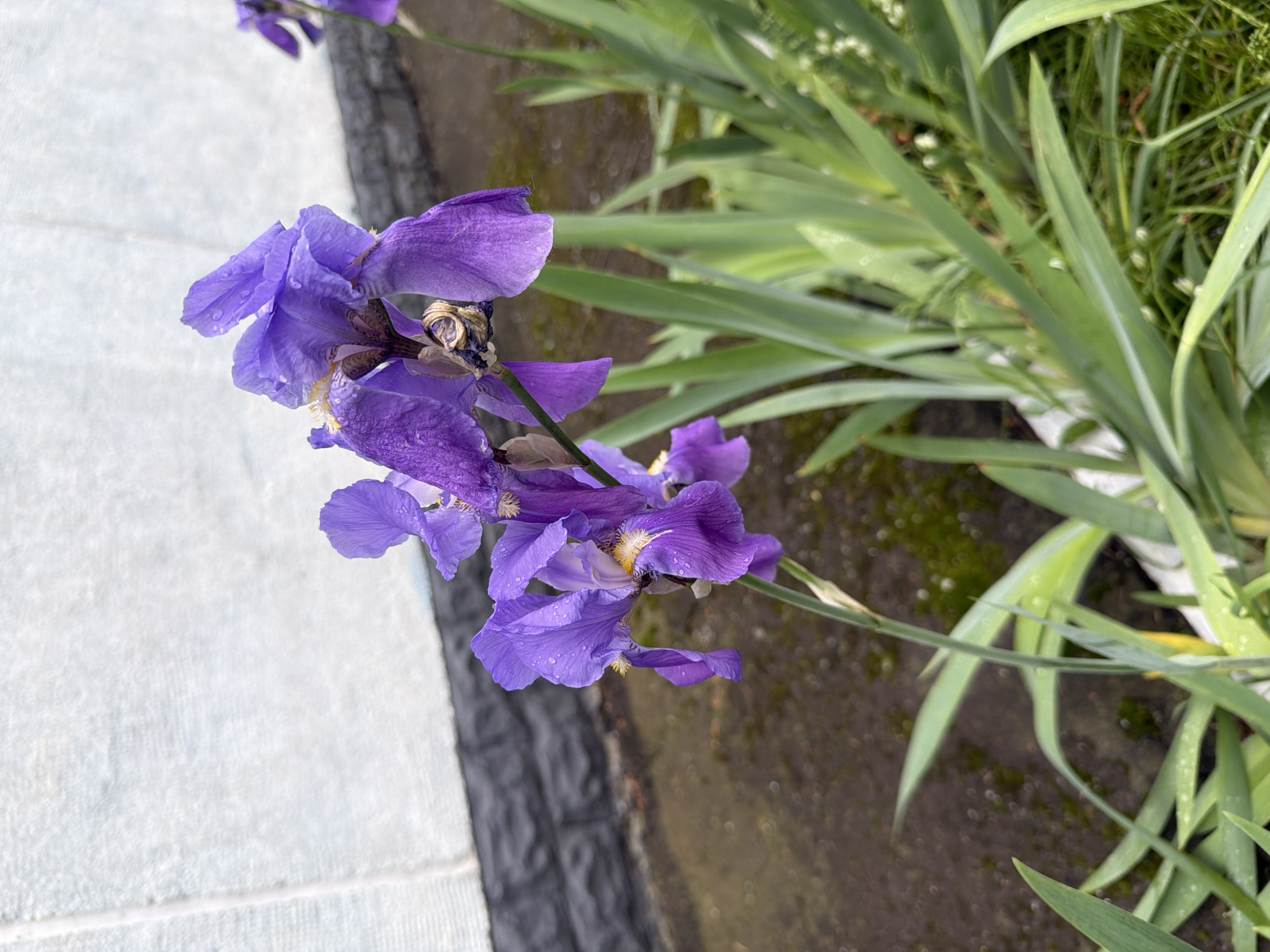Purple iris flowers captured with morning dew droplets