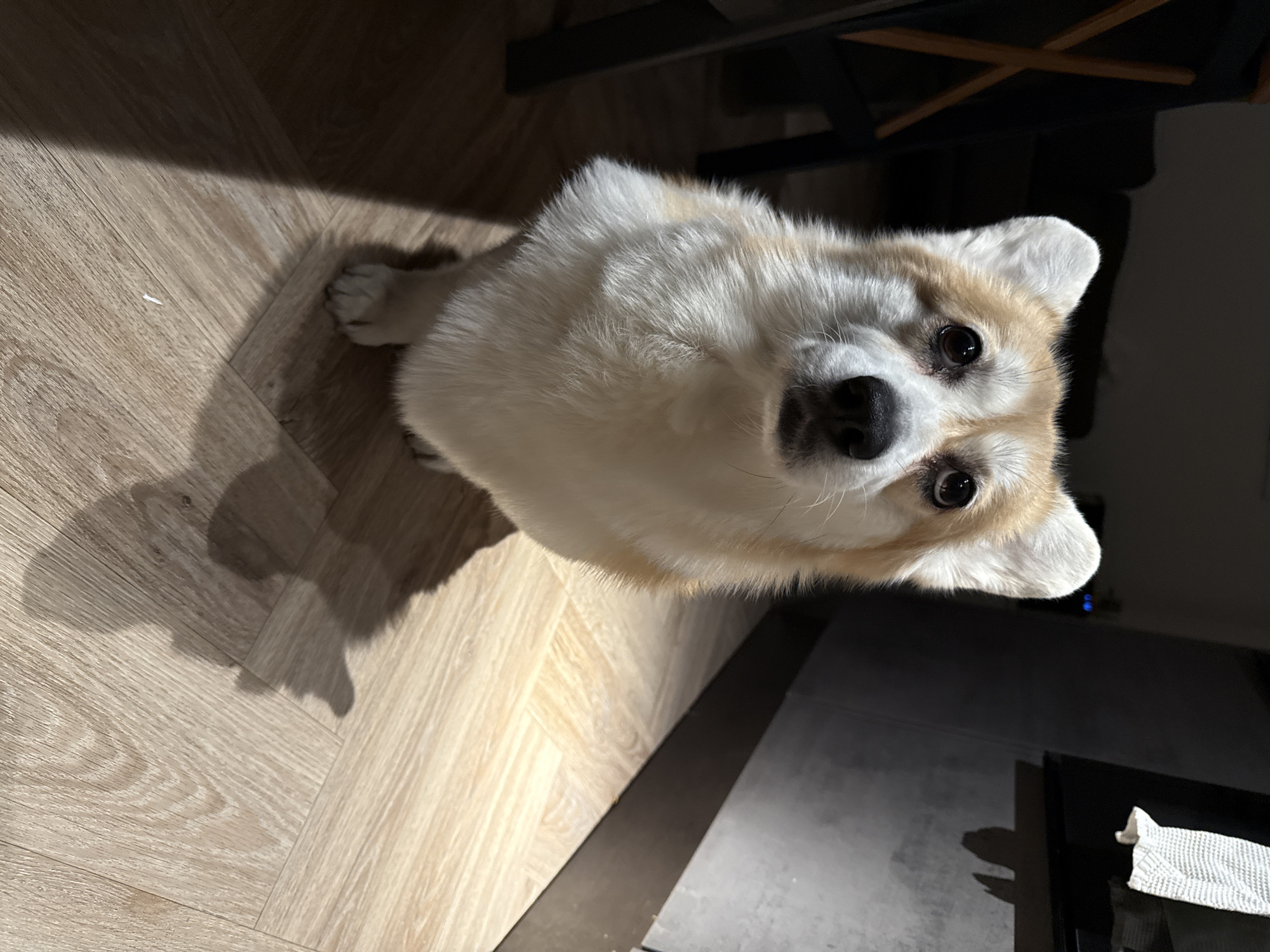 Corgi photographed indoors in Krasnoyarsk, Russia
