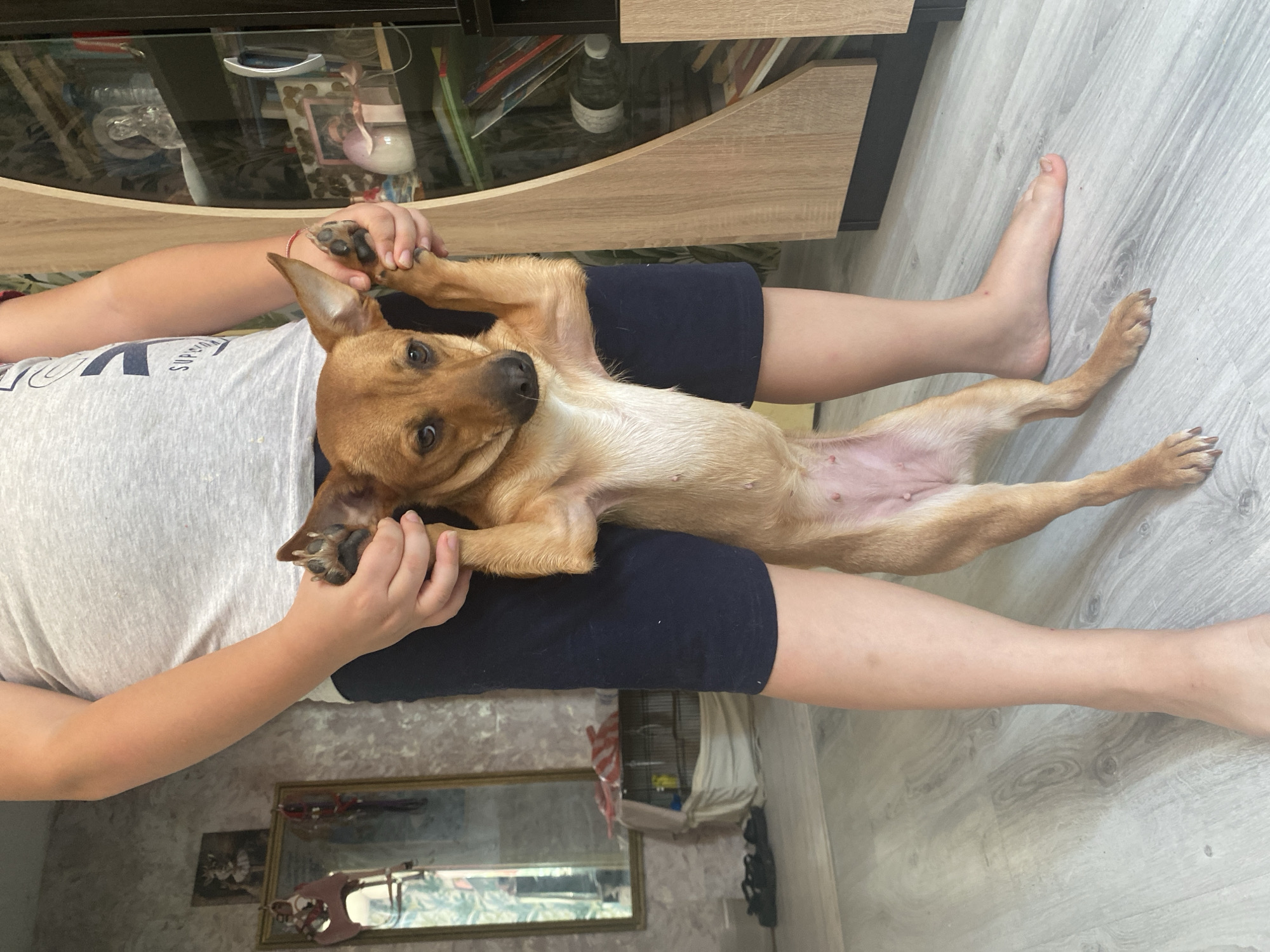 Pets, personal objects, and quiet home moments in Blagoevgrad