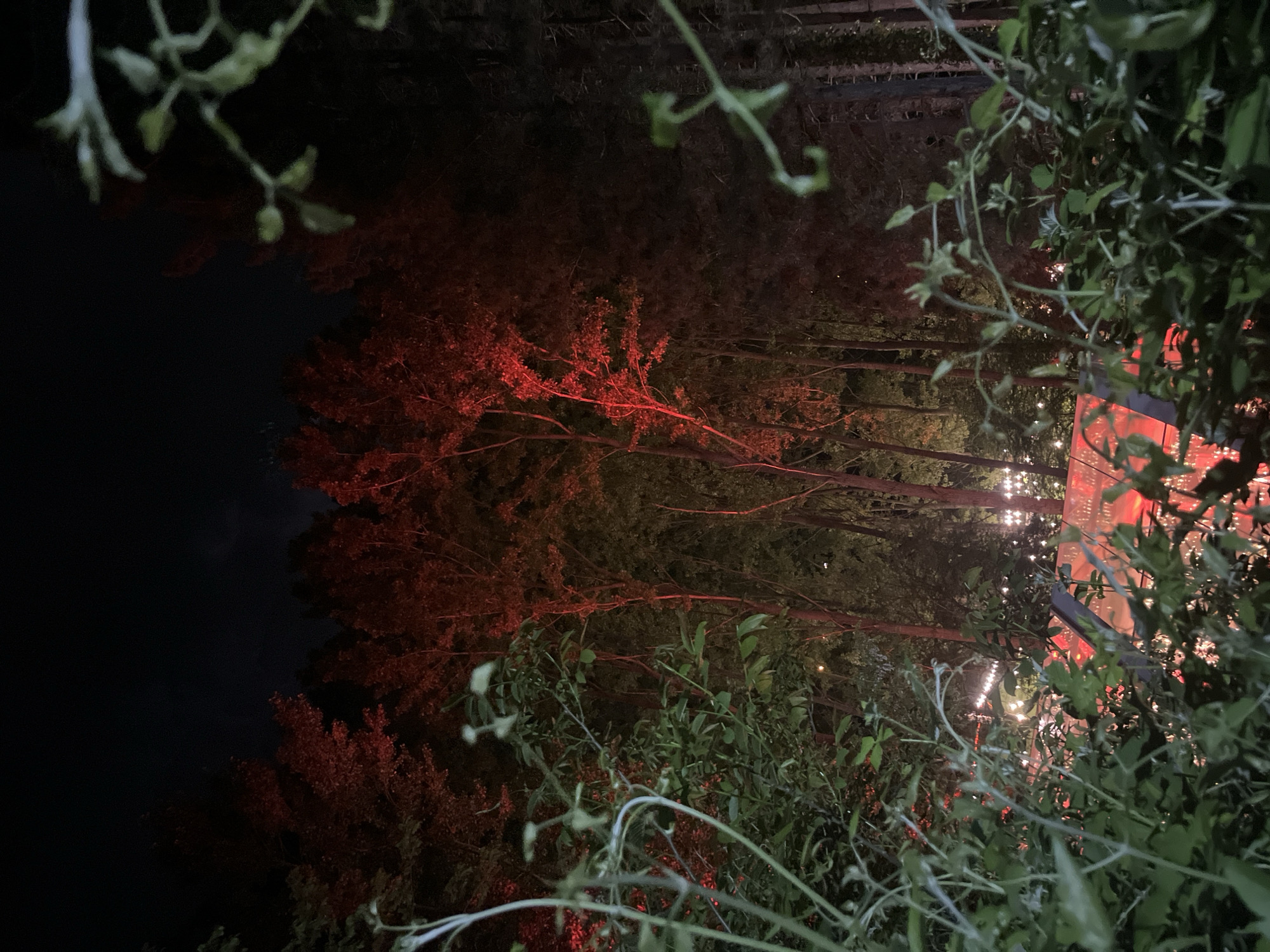 Forest illuminated with red lights observed in Kokalyane, Bulgaria