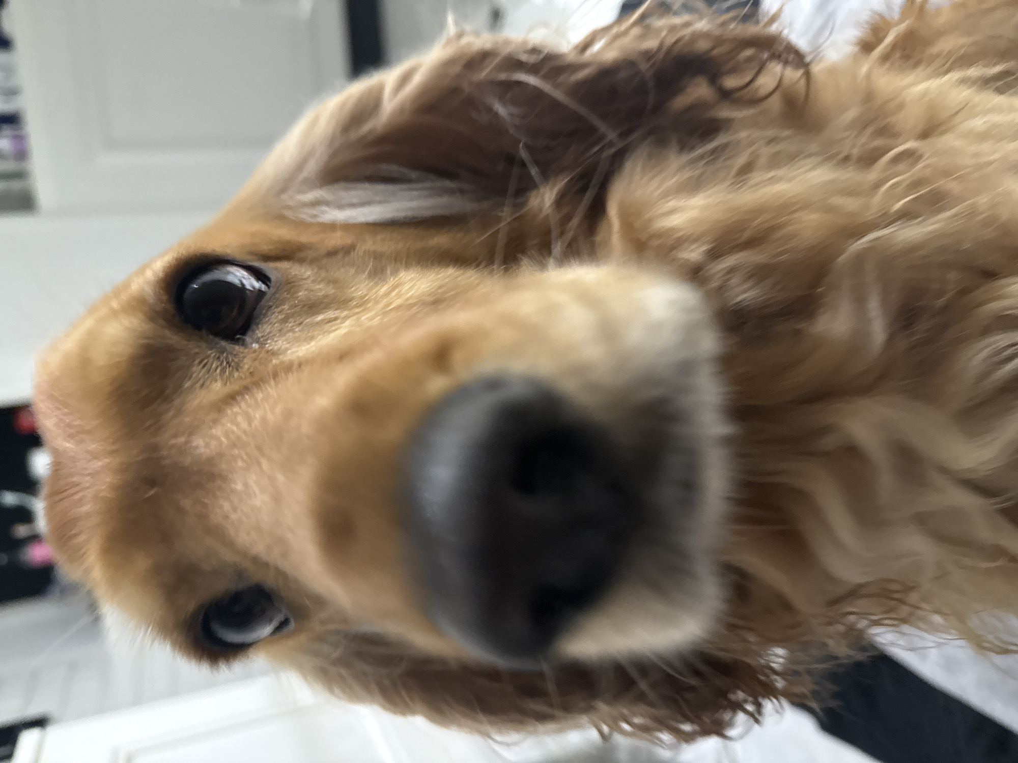 Cozy evening in with a golden spaniel and some kitchen moments