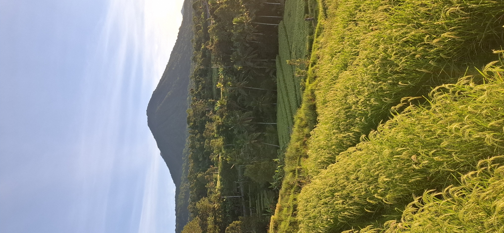 Rural sunrise captured across Penebel rice paddies, Indonesia