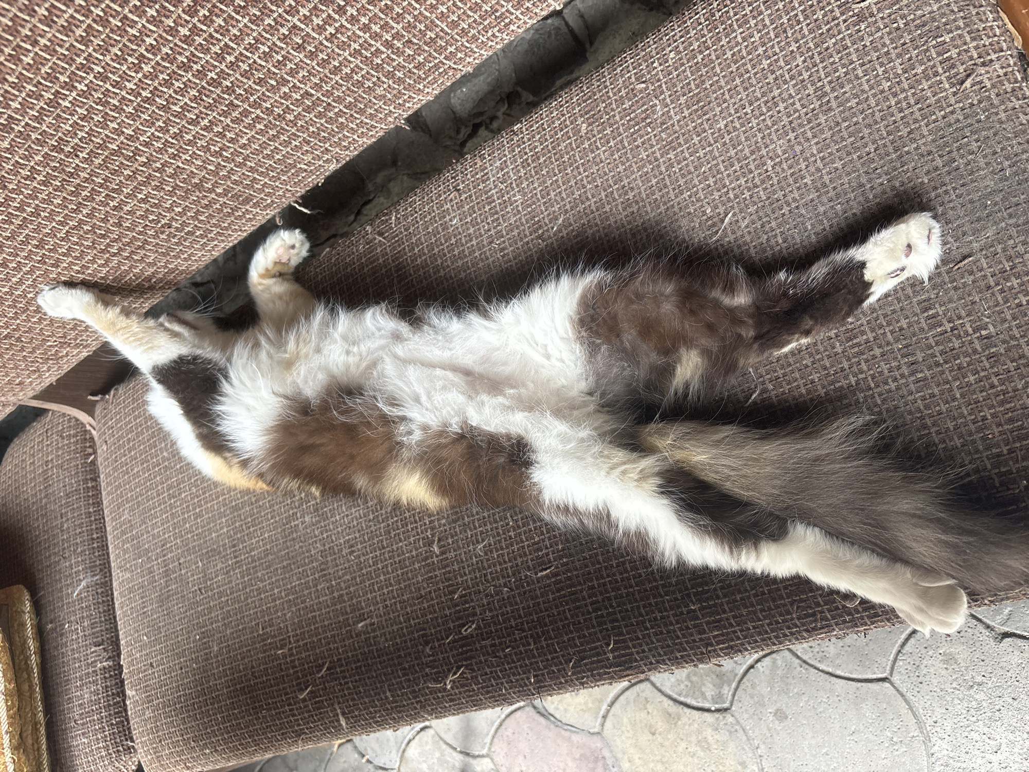 Quiet domestic morning with a toddler, cats, and Almaty courtyard life.