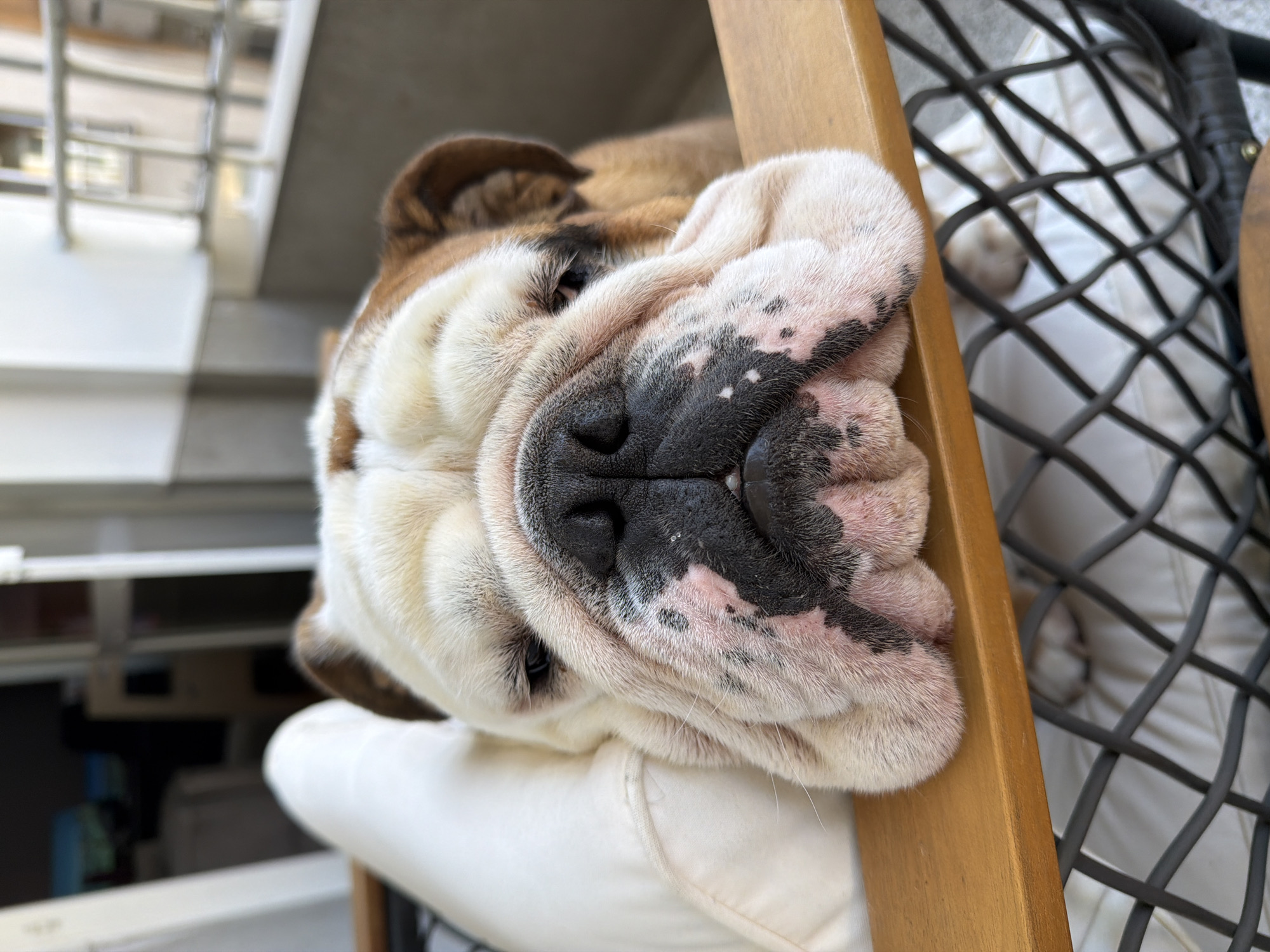 English Bulldog rests on outdoor chair in Sofia