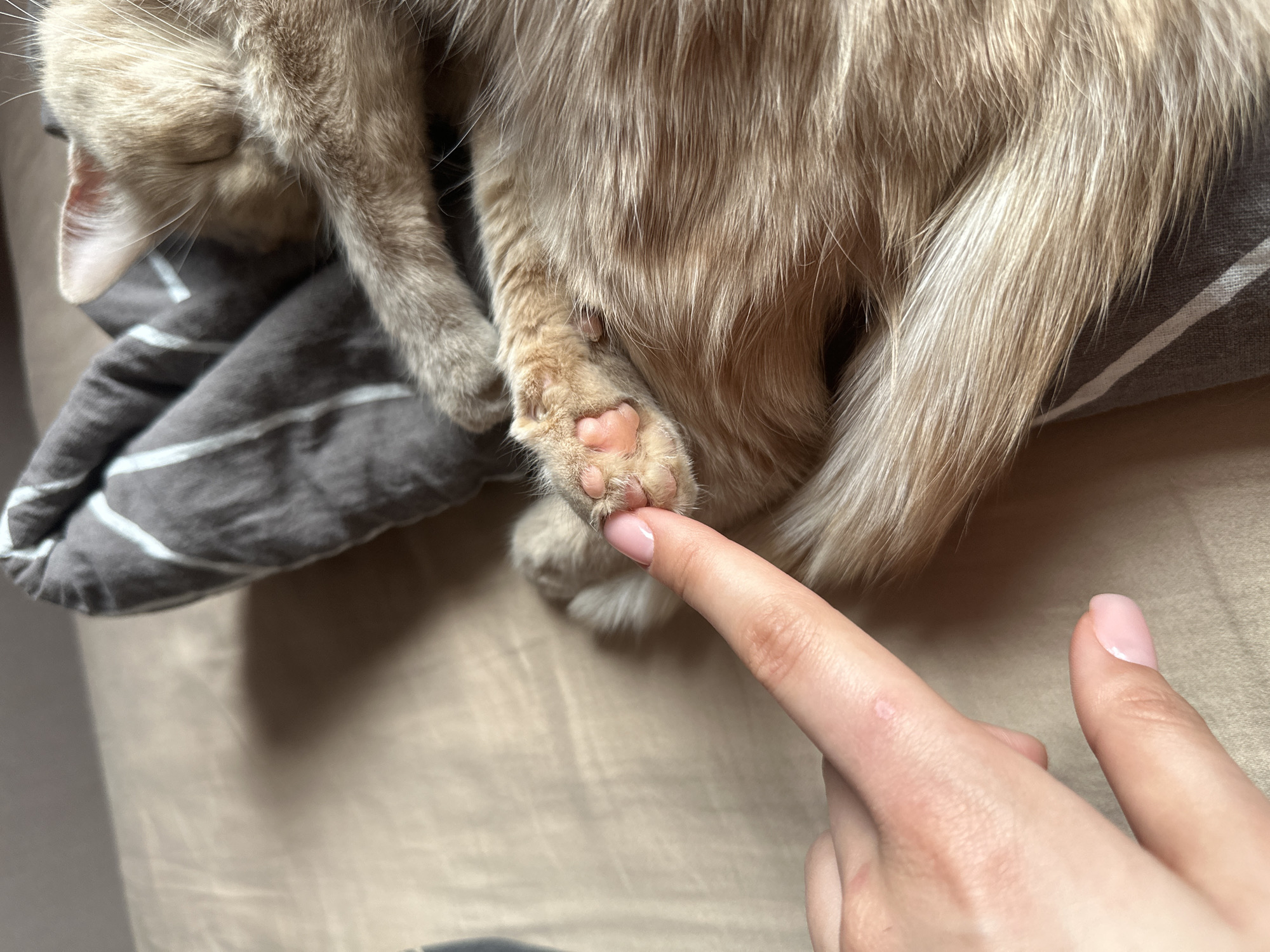 Woman documents morning routine with cat in Krasnoyarsk apartment