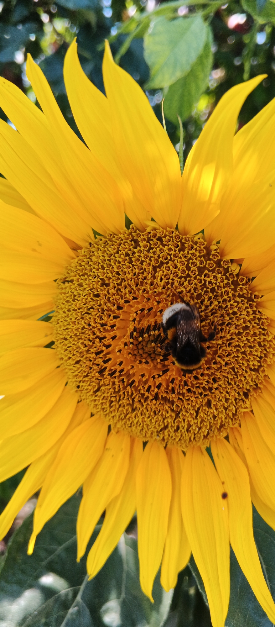 Summer garden in Smila: fruit, flowers, and bees up close
