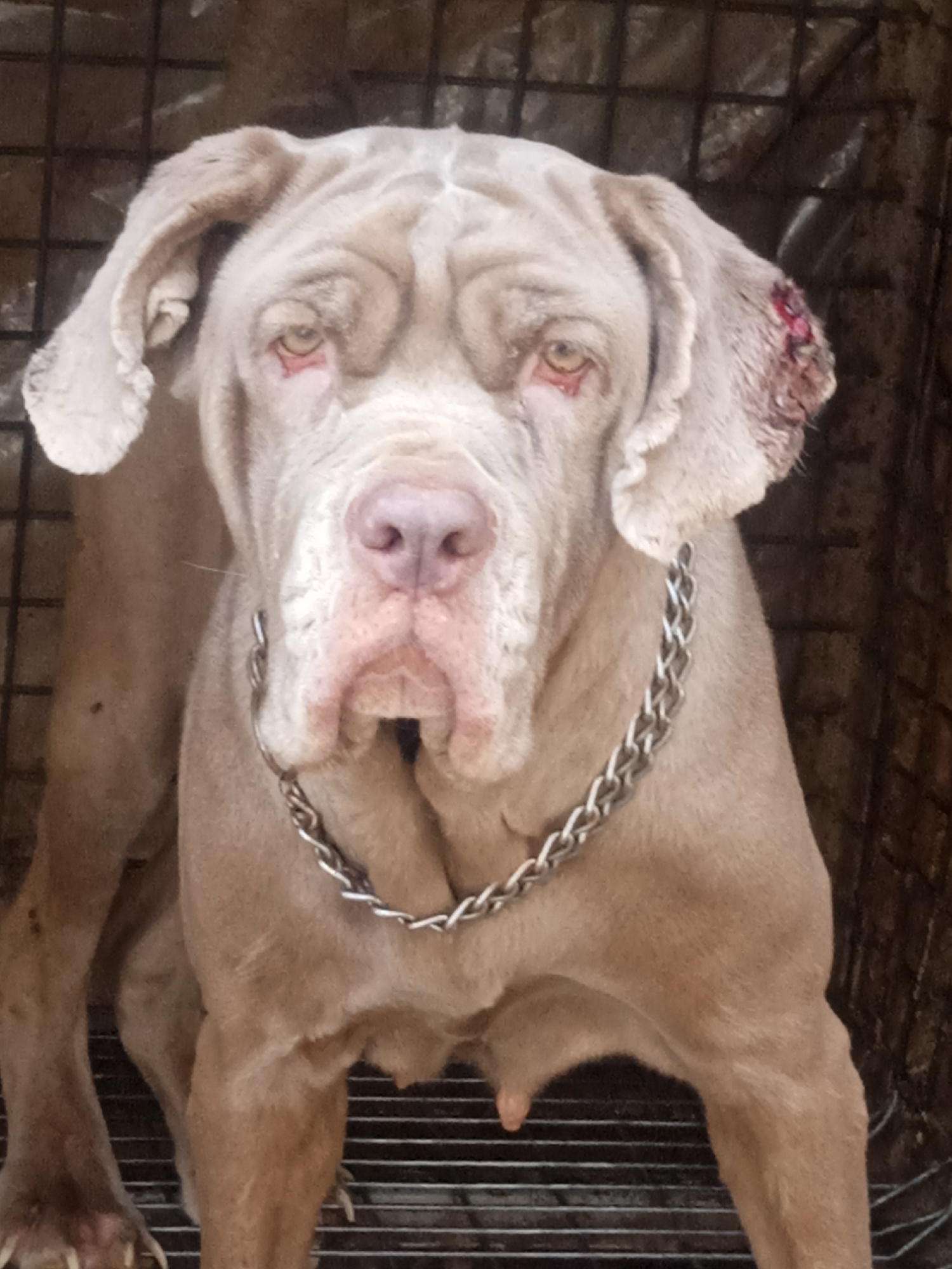 Injured Mastiff documented in unsanitary cage in Jos, Nigeria