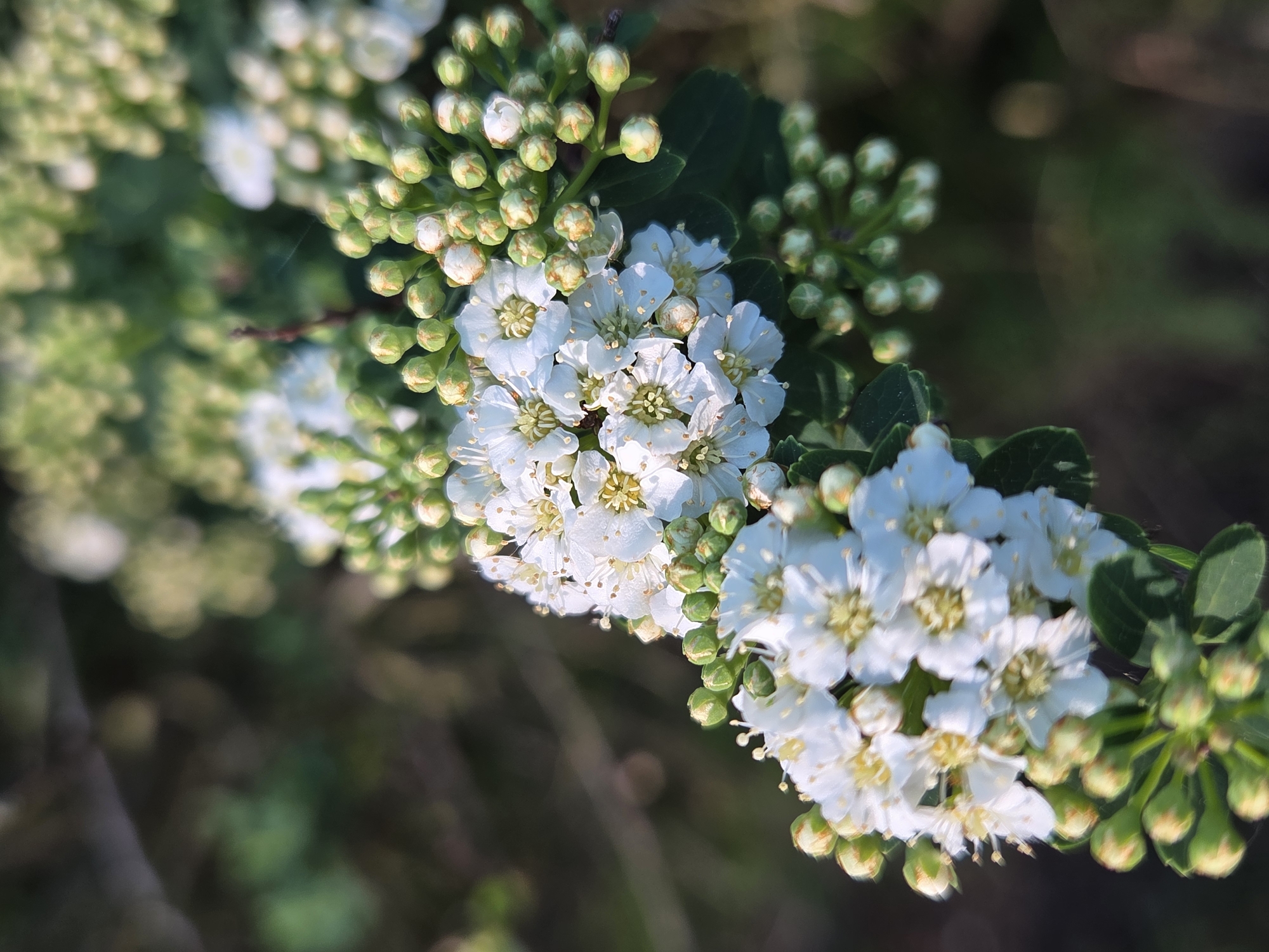Spring blooms documented in early morning Szczecin botanical observation