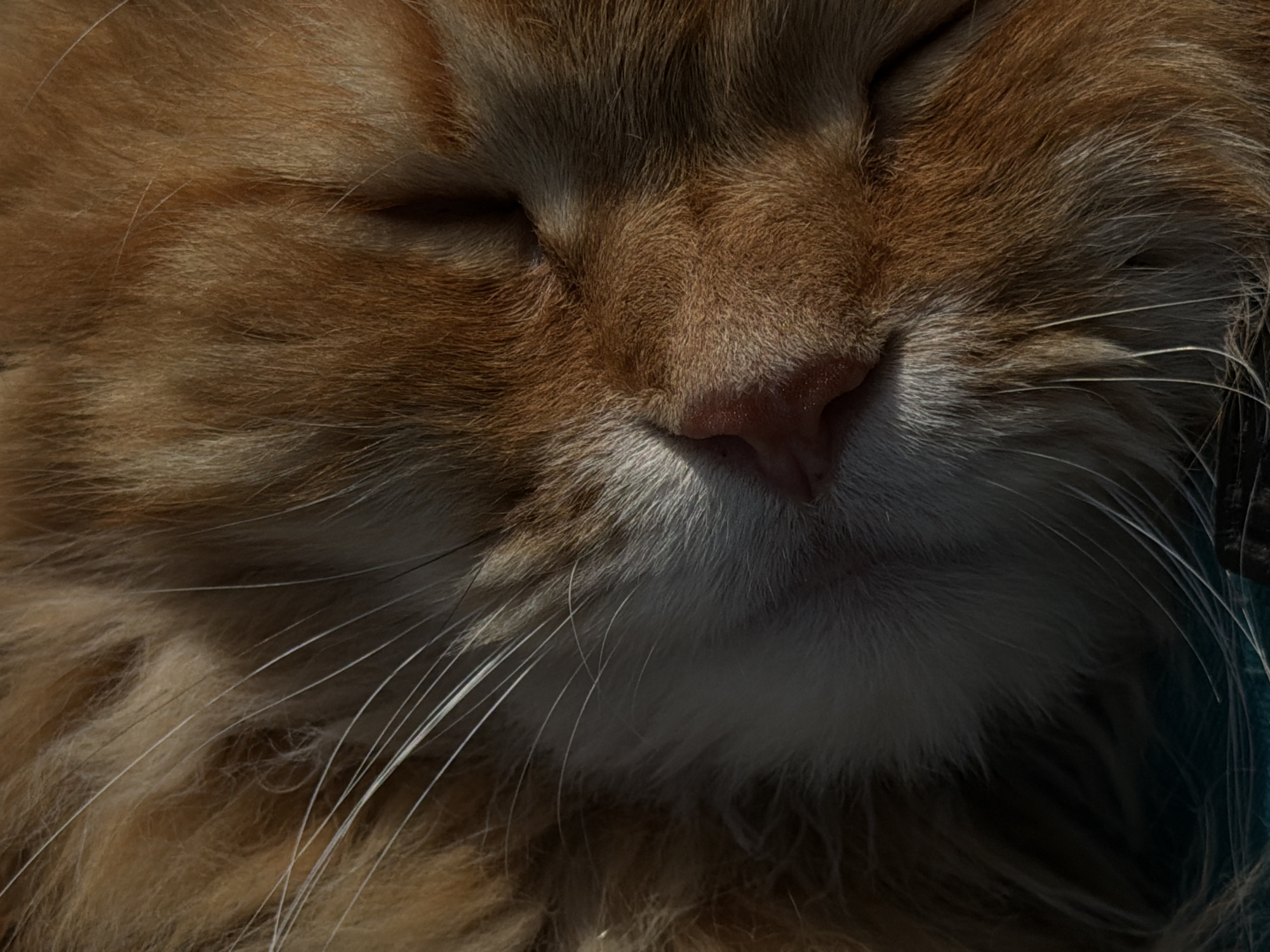 Orange tabby cat napping on a camping chair outdoors in Peniki