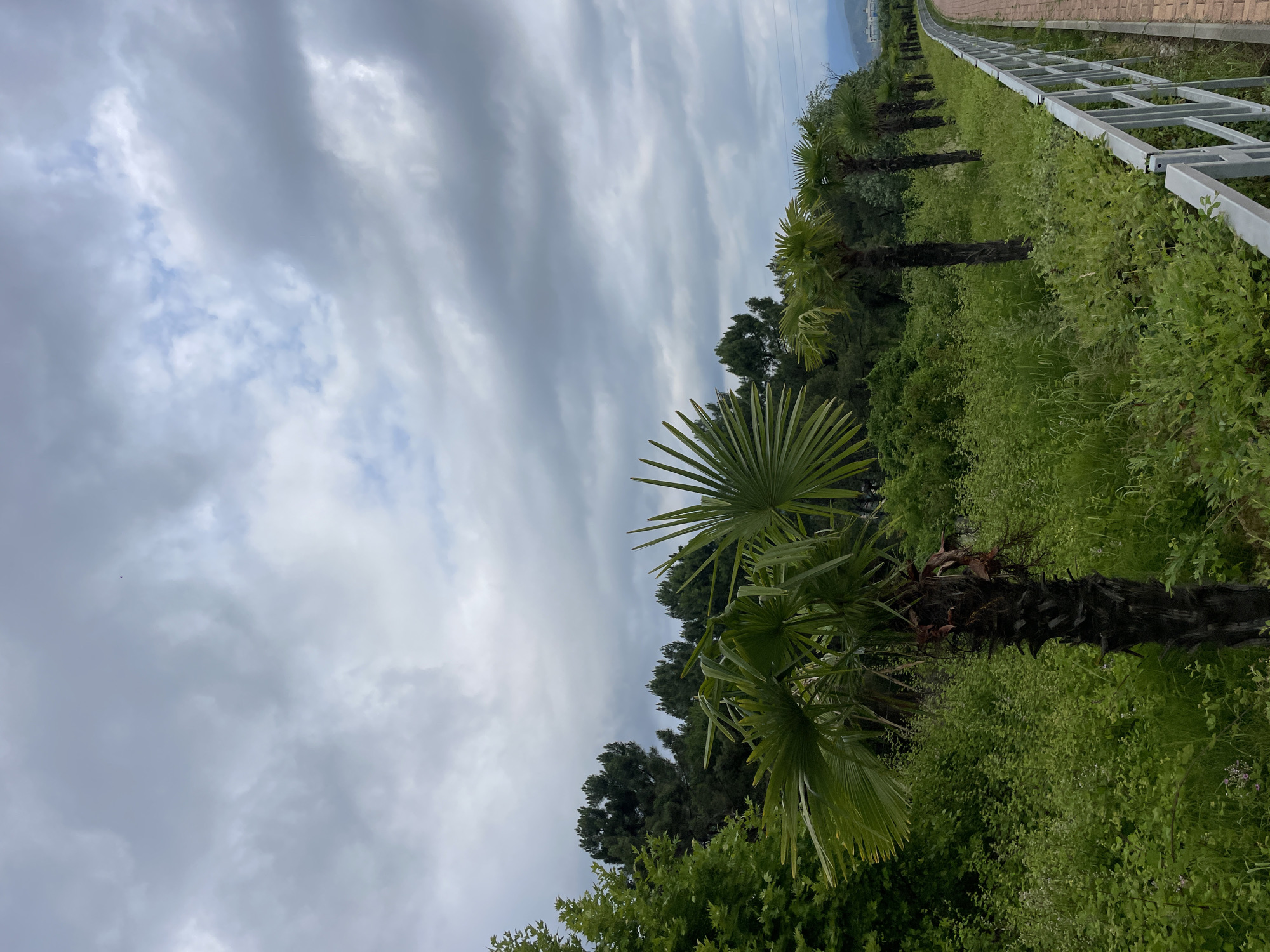 Morning jog along Sochi's palm-lined waterfront path