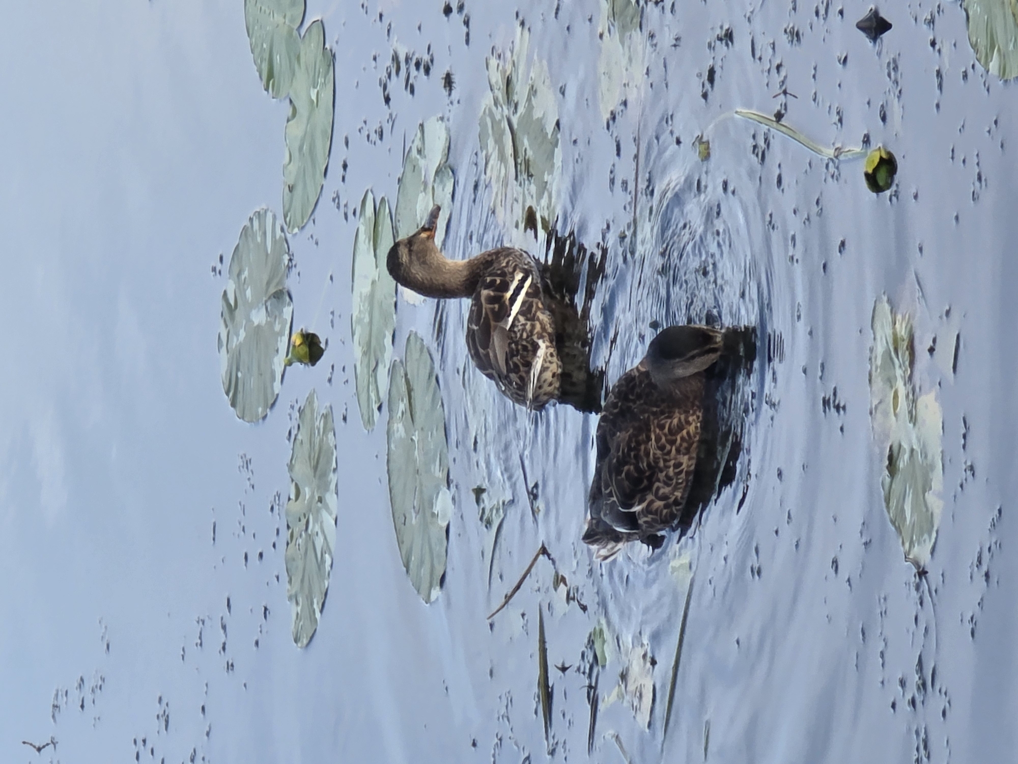 Ducks and calm water along Brest's riverside promenade