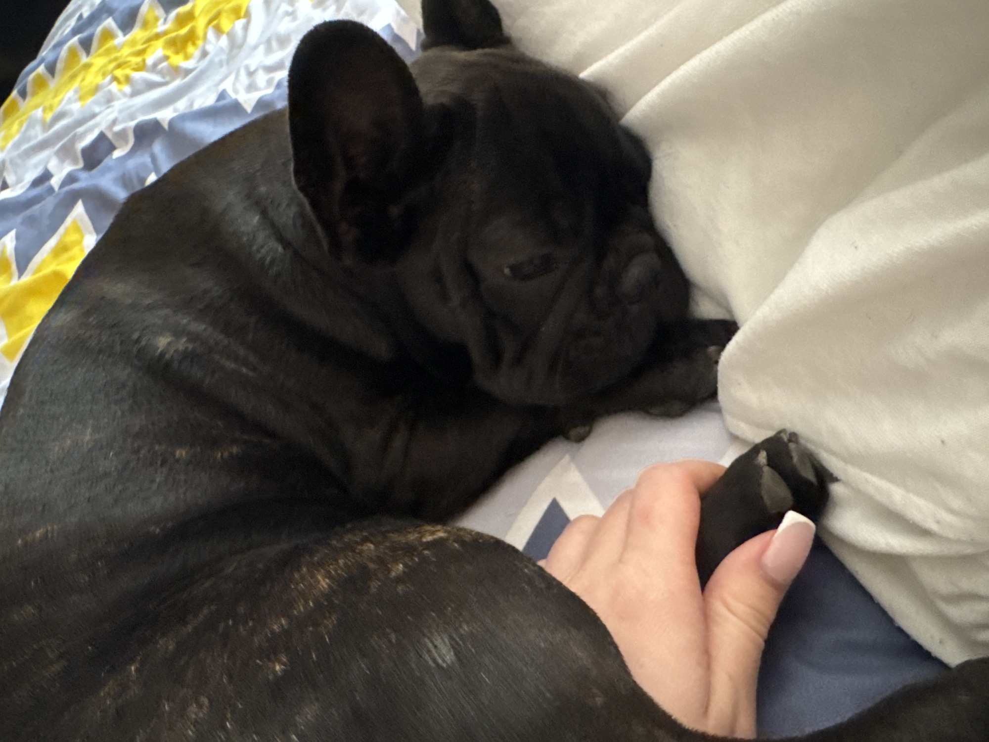 French Bulldog's afternoon nap captured in Tervel, Bulgaria
