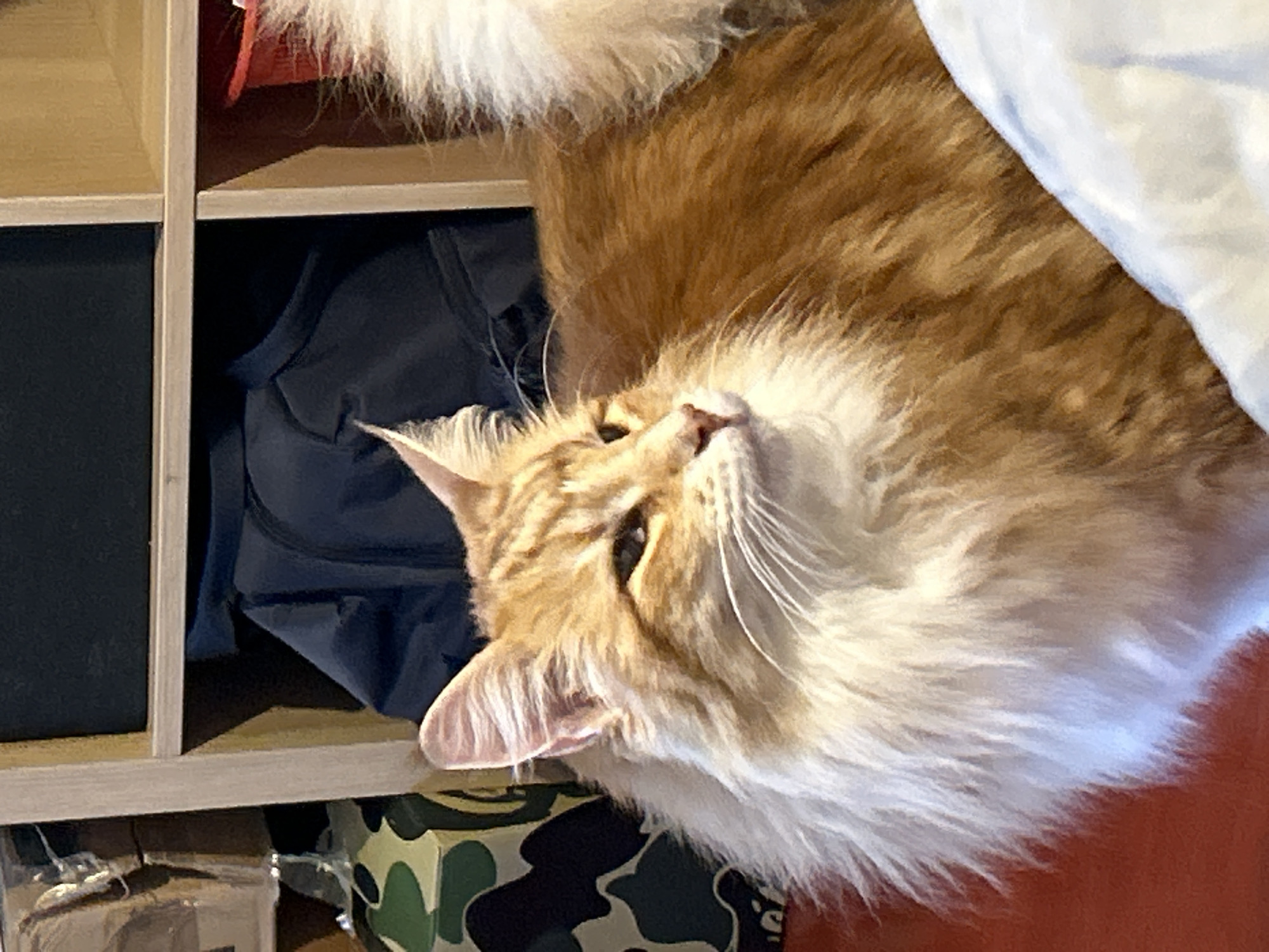 Orange cat rests indoors across Strasbourg locations