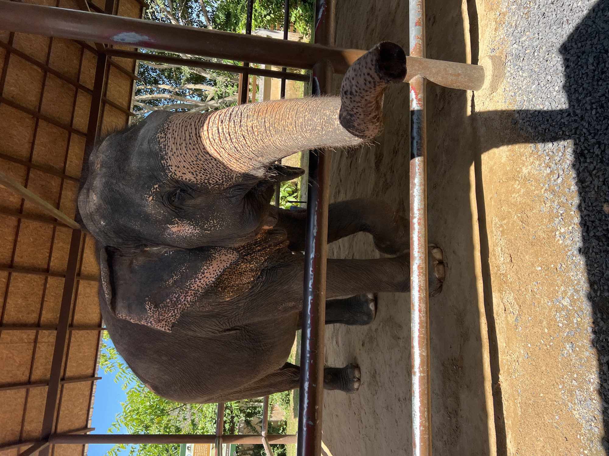 Elephants in a wooden enclosure, Baan Thurian