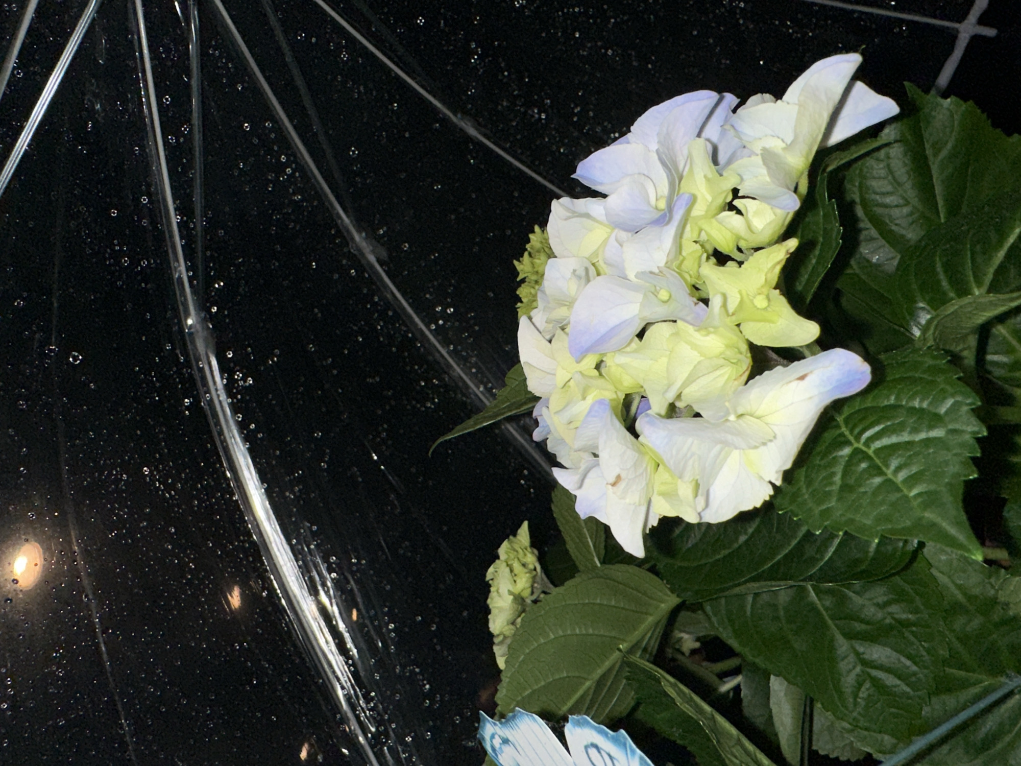 Resident documents hydrangeas under umbrella during Krefeld rain shower