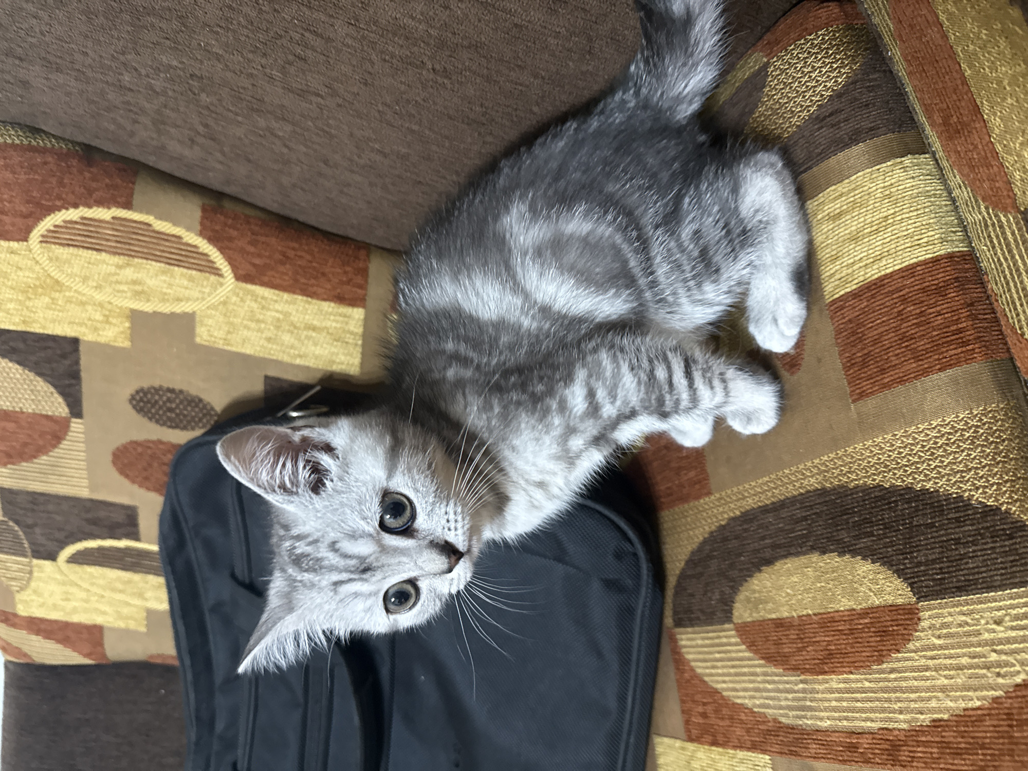 Silver tabby kitten plays with cherries on a sofa in Lovech