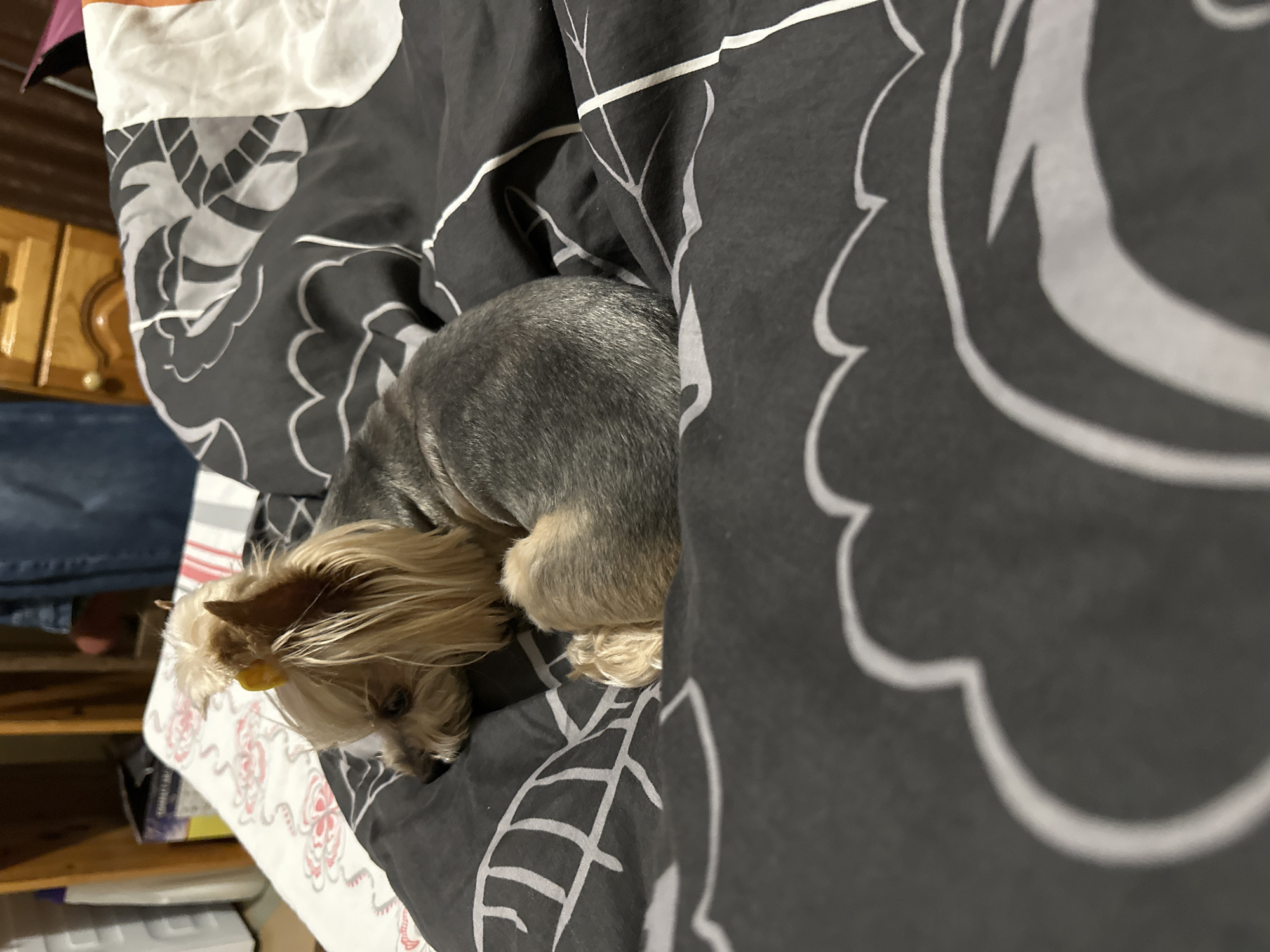 Yorkshire Terrier rests on bed in Lehchevo, Bulgaria