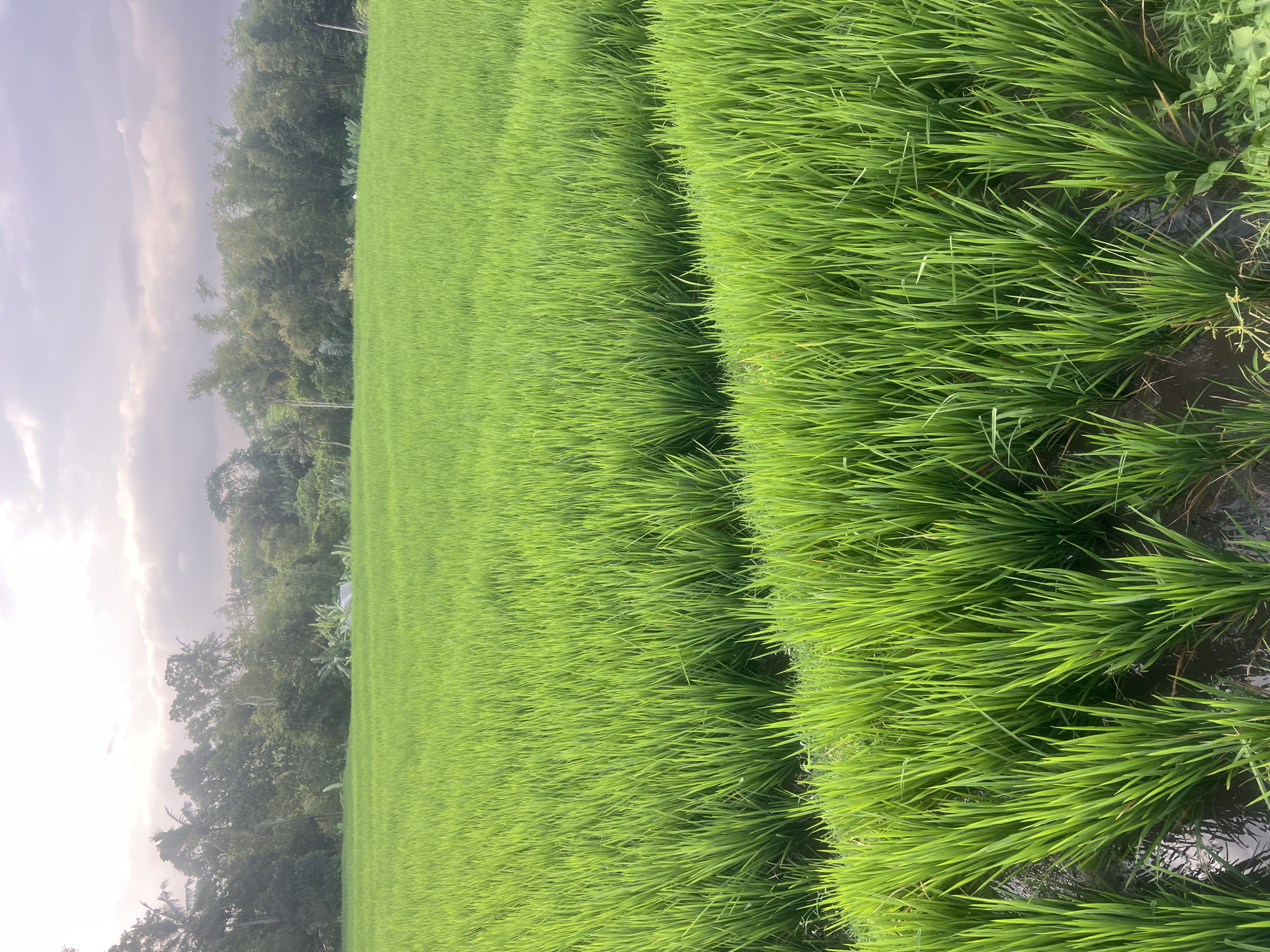 Morning life around Kediri's green rice paddies