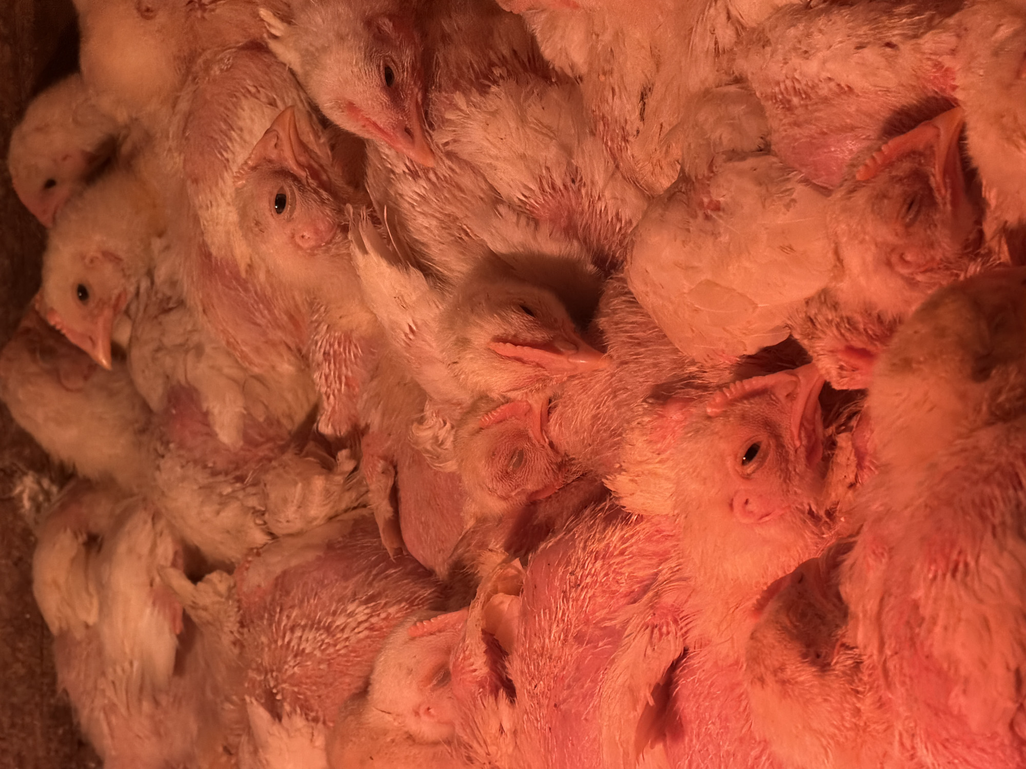 Chickens gather under heat lamps at Russian poultry facility