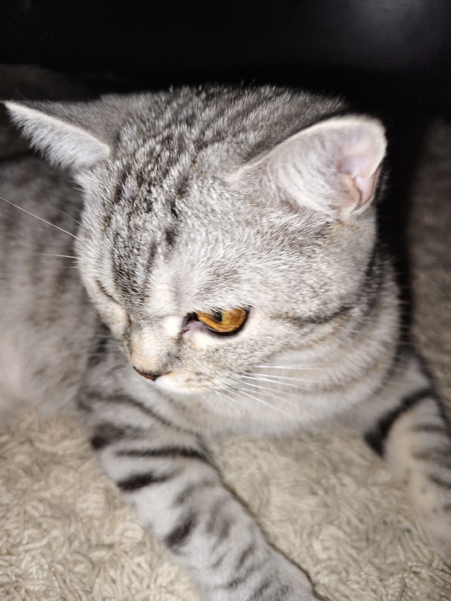 Grey tabby cat with amber eyes rests on textured surfaces