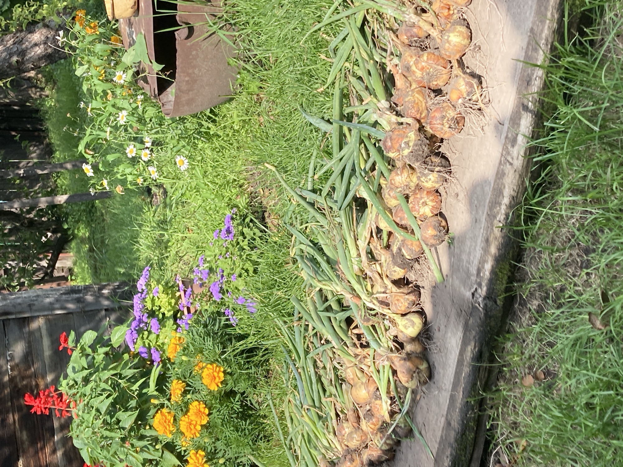 A quiet summer morning of harvesting and rest at home