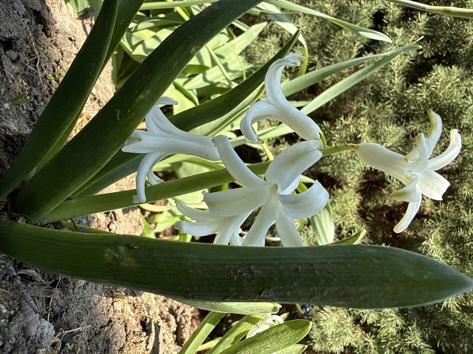 Spring morning garden scenes with child and cat in Pirne