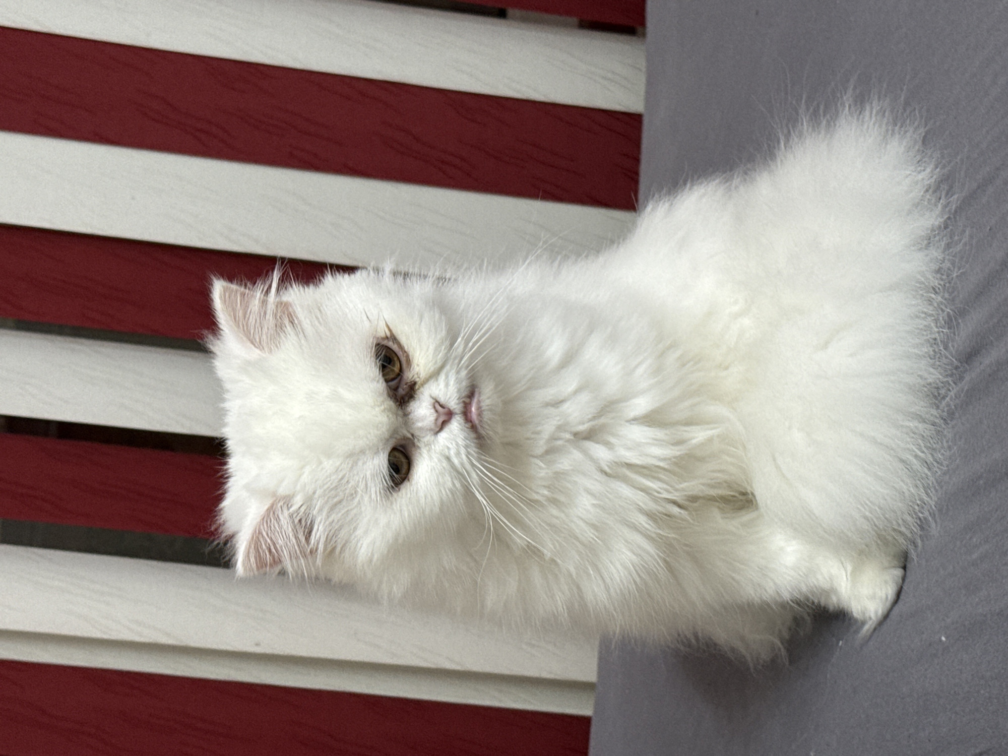 White long-haired cat photographed resting in Burgas, Bulgaria