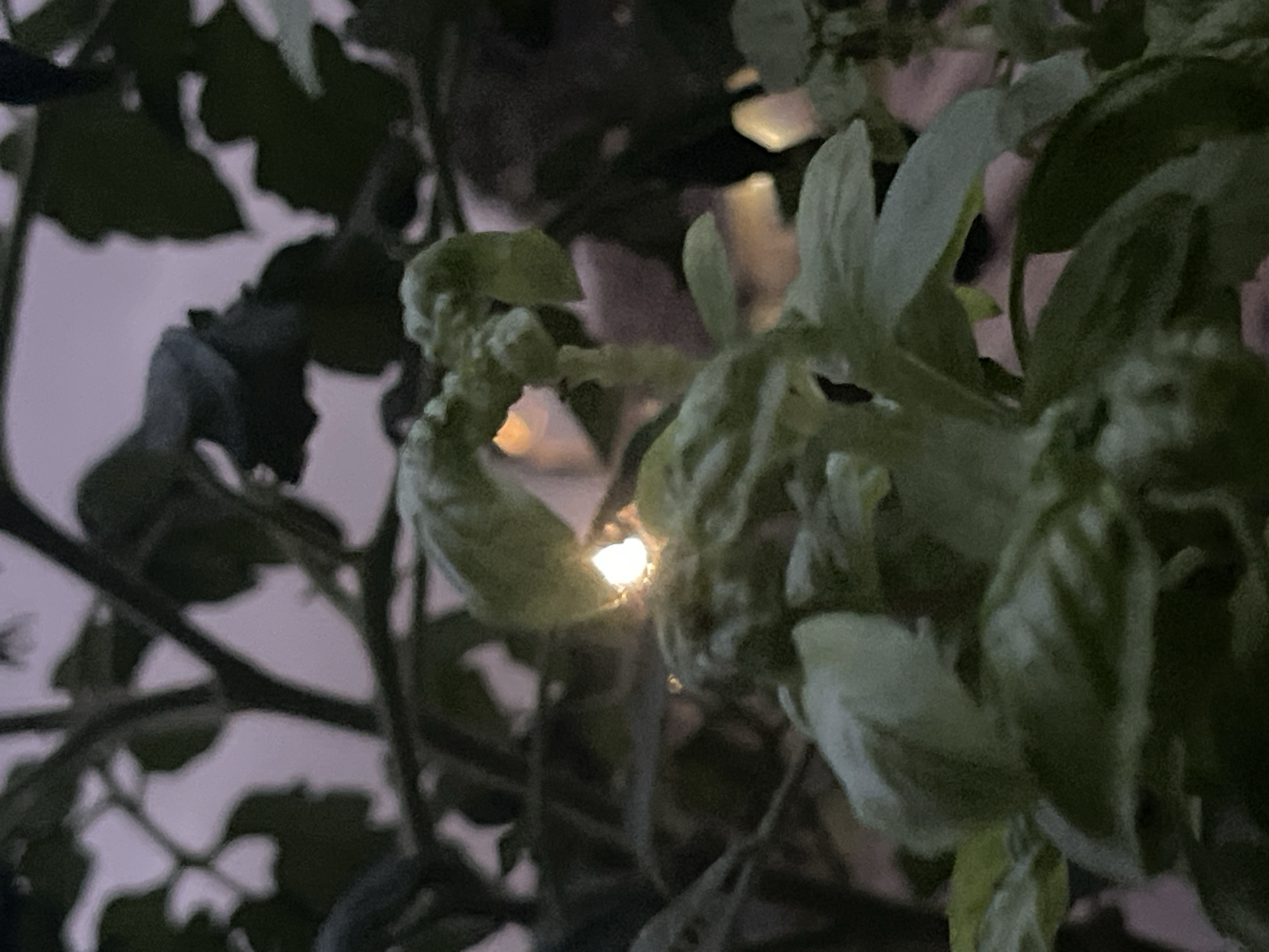Black cat and garden plants at a Madina home