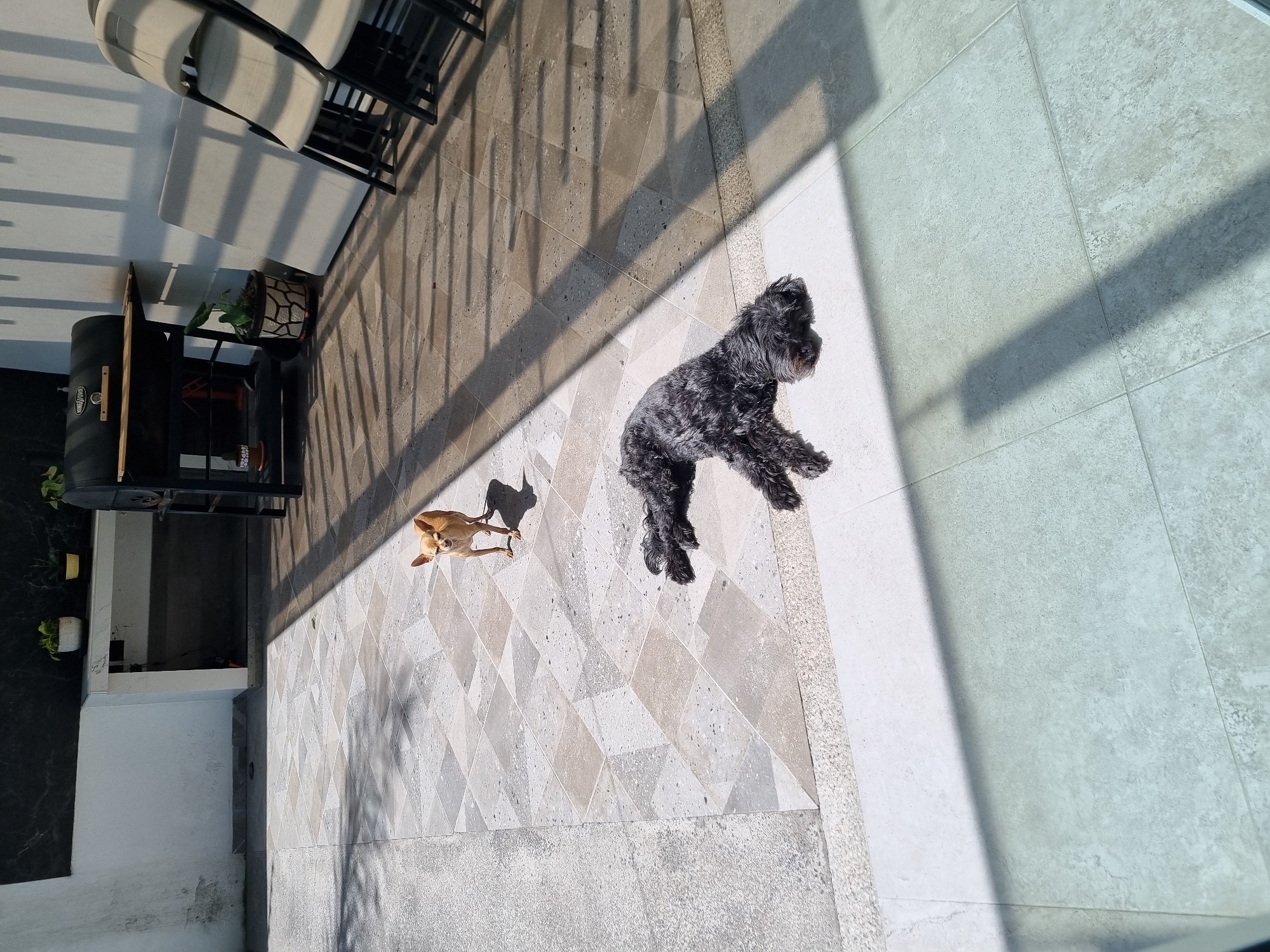 Two dogs spotted on patio in Tlaxcalancingo, Mexico