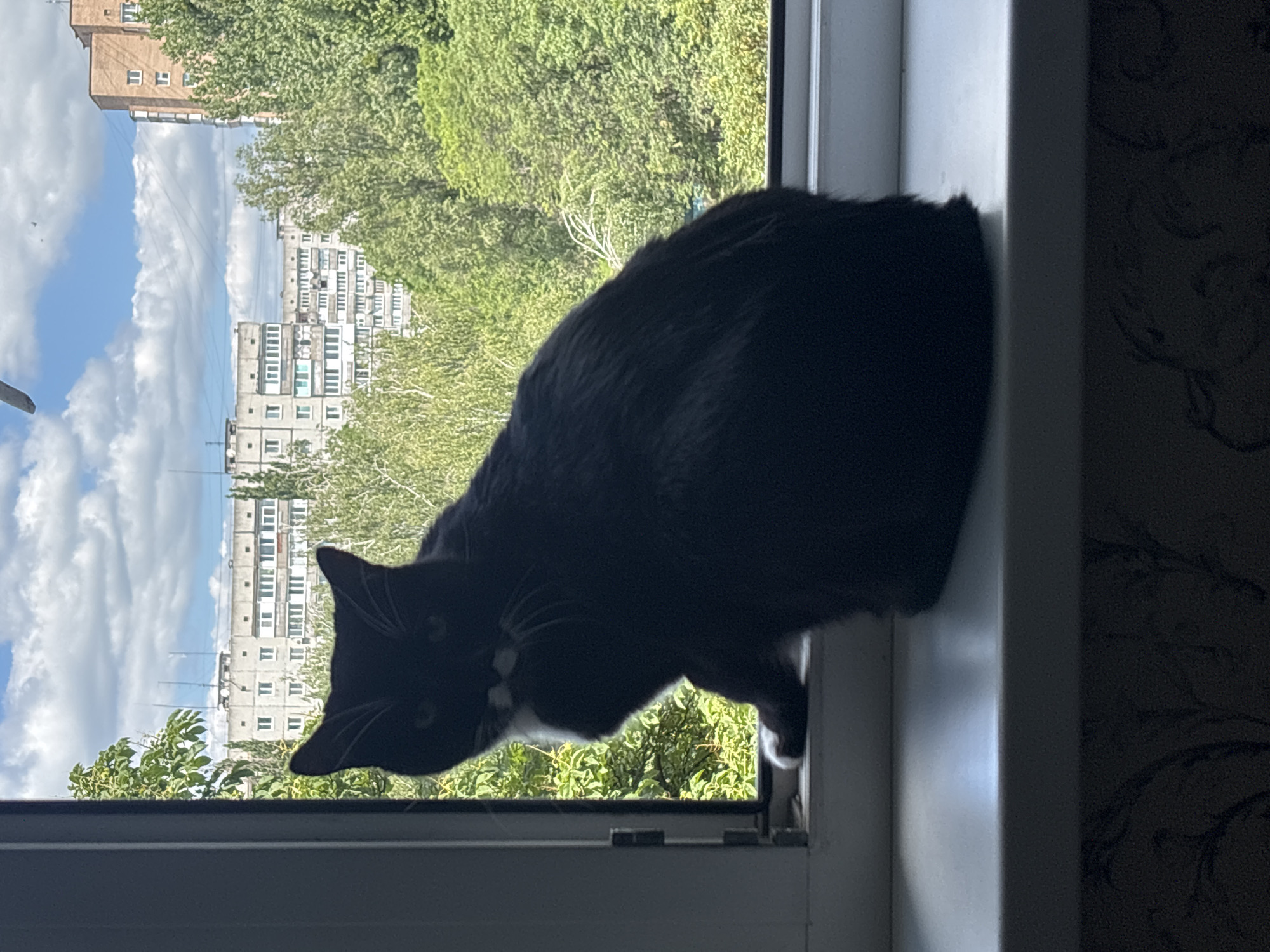 Cats, coffee, and quiet morning details in Bila Tserkva