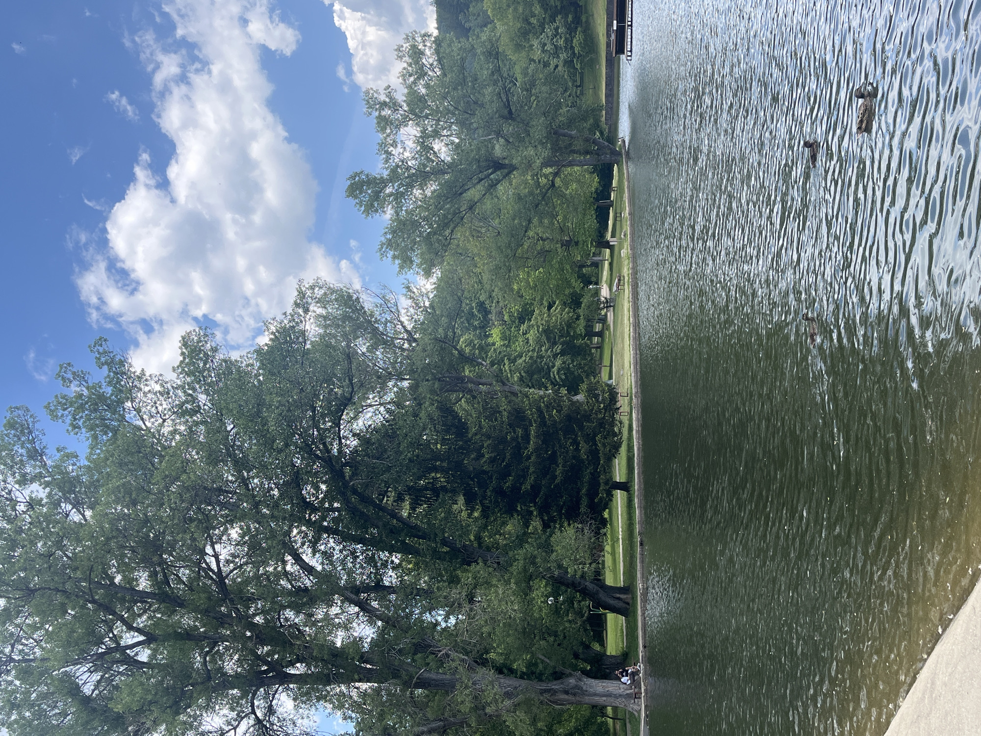 Morning park life observed in Blagoevgrad with waterfowl activity